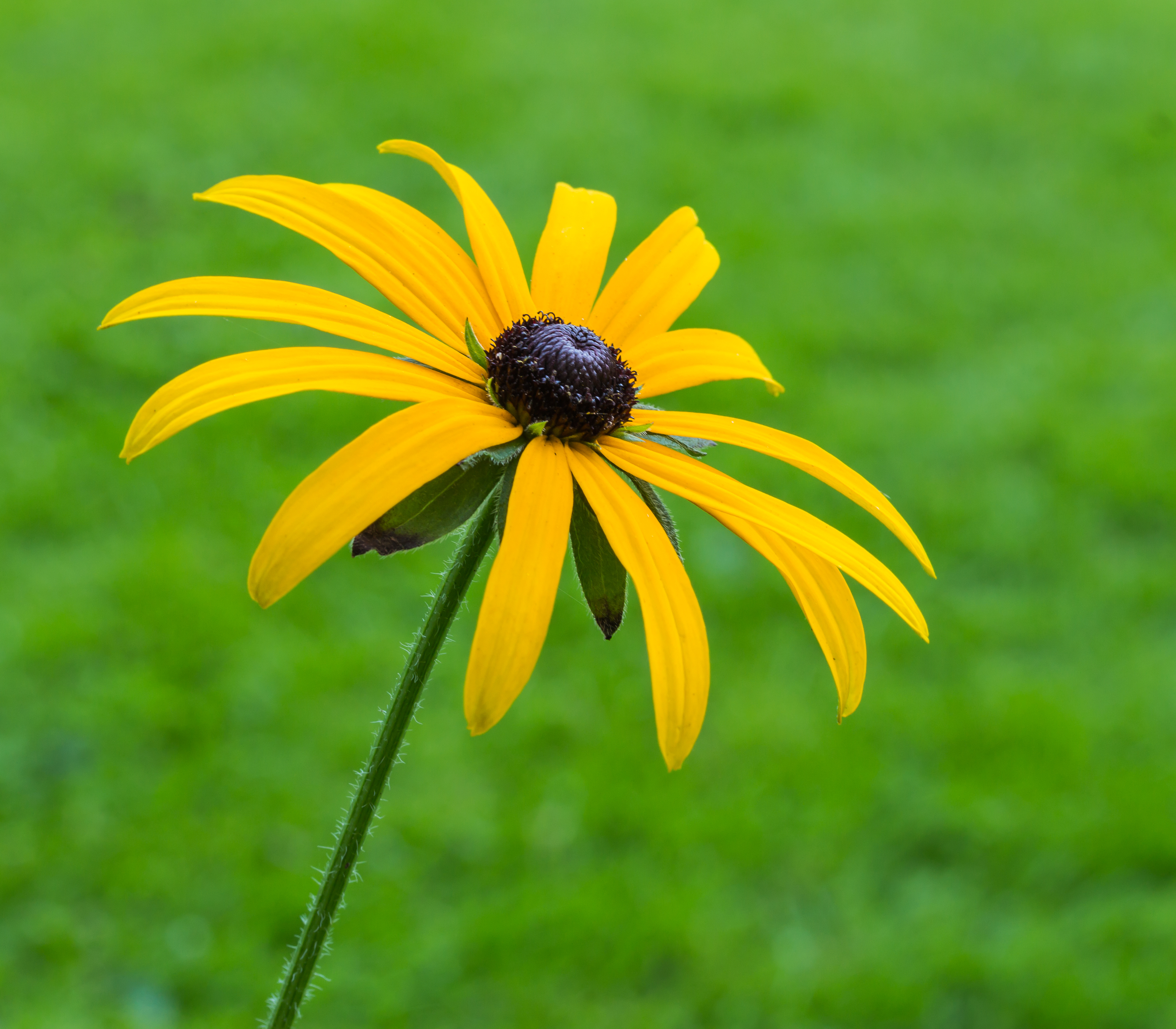 Bloeiwijze van Rudbeckia fulgida. Locatie, Tuinreservaat Jonkervallei