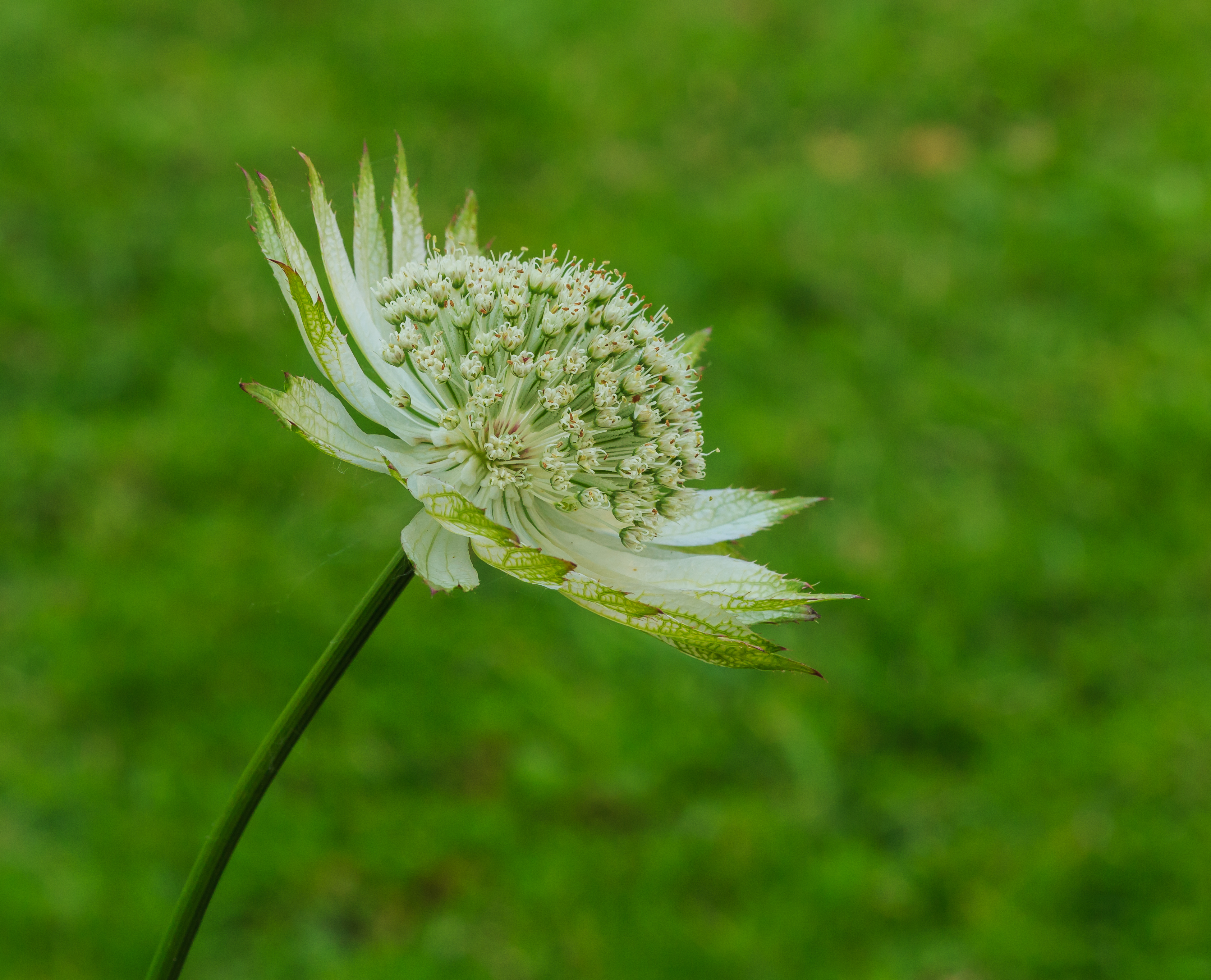 Bloem Astrantia (Zeeuws Knoopje). Locatie, Tuinreservaat Jonkervallei