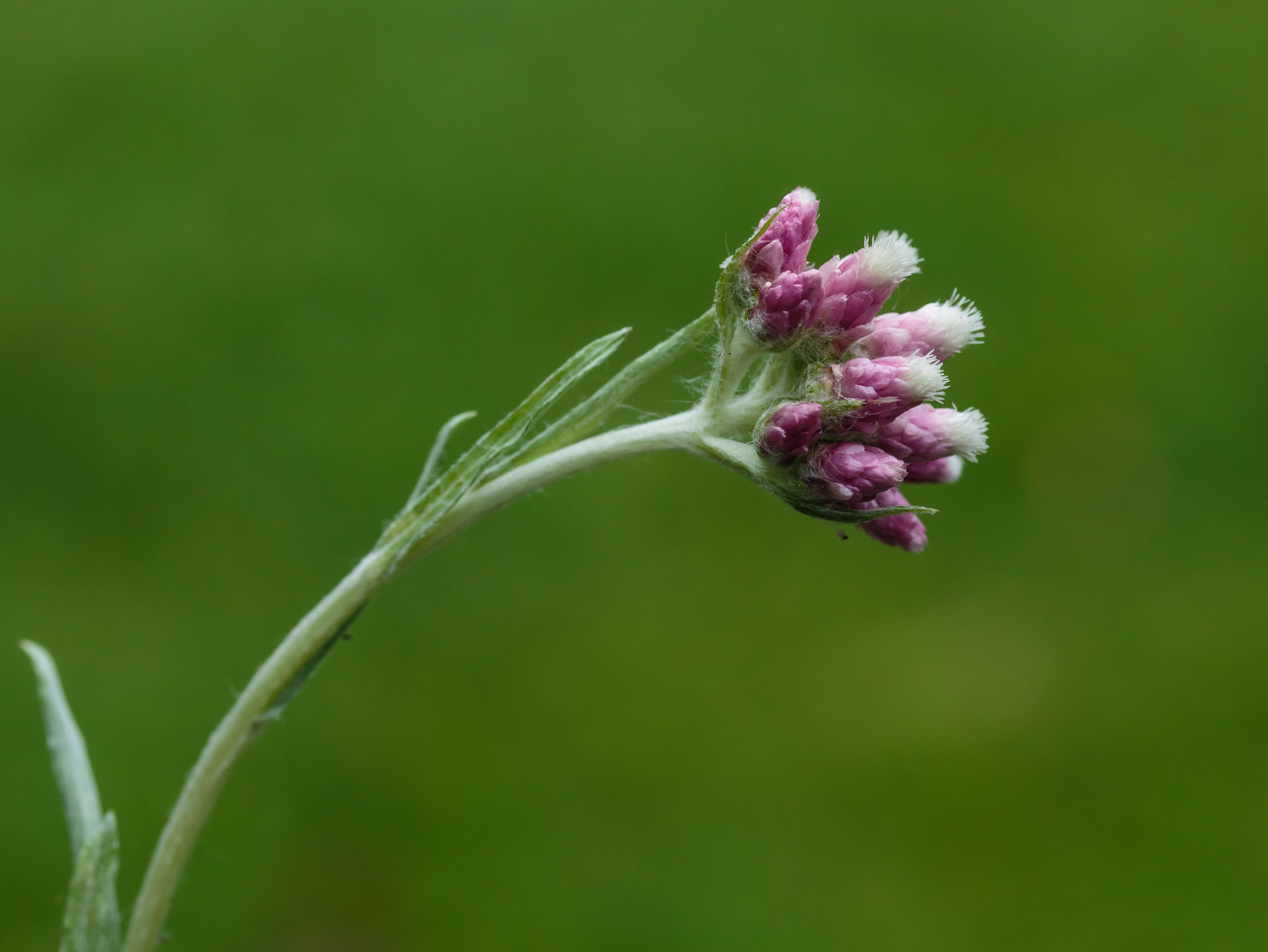 Bloem van Rozenkransje (Antennaria dioica). Locatie, Tuinreservaat Jonkervallei 01