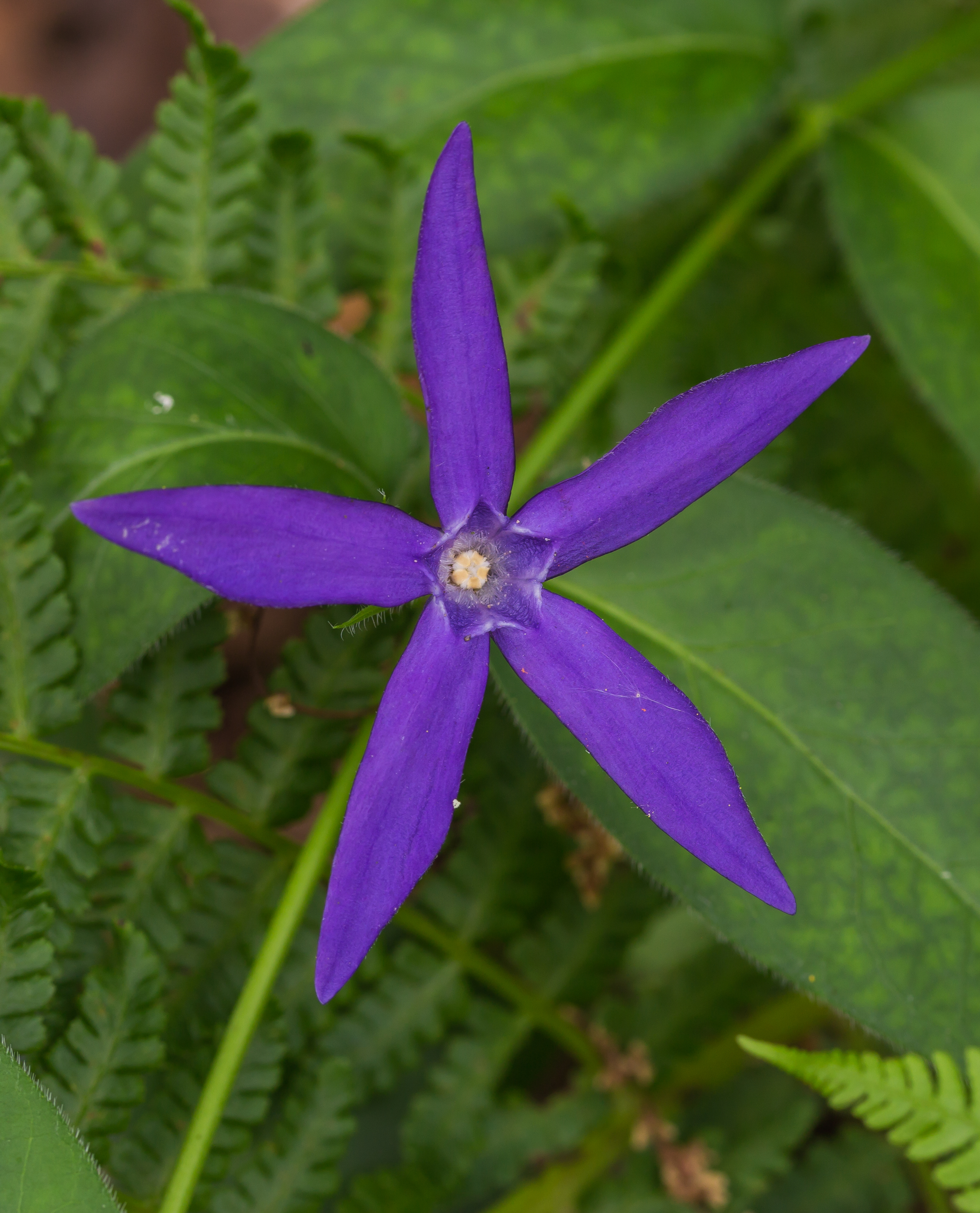 Bloem van Vinca major subsp. Hirsuta. Locatie, Tuinreservaat Jonkervallei