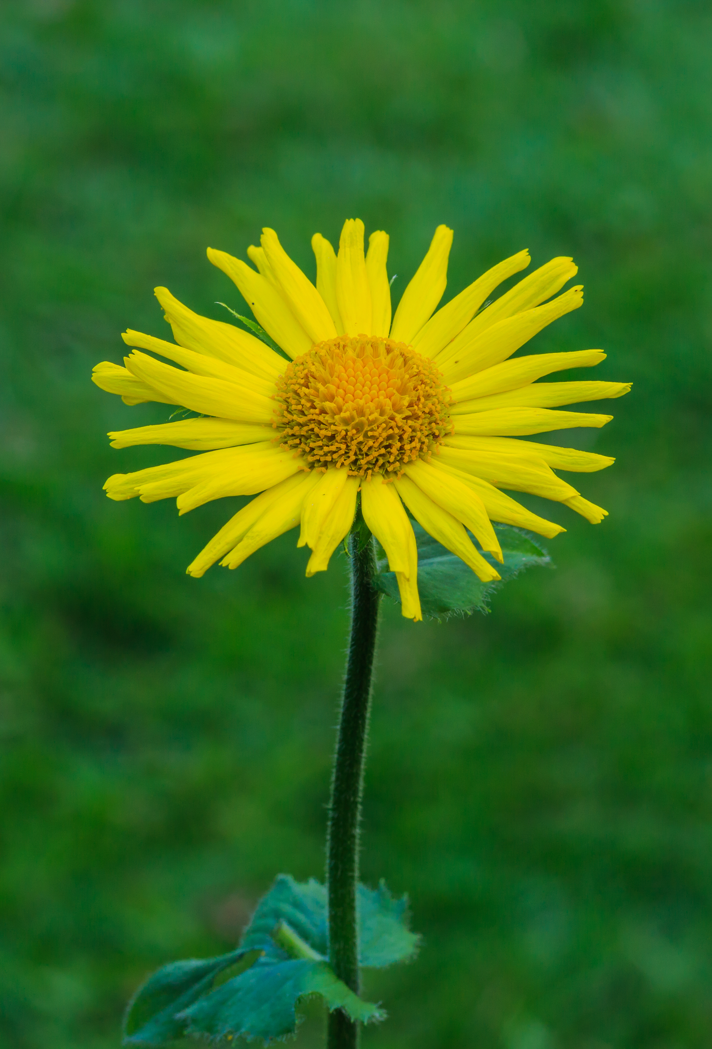 Bloem van voorjaarszonnebloem (Doronicum). Locatie, Tuinreservaat Jonkervallei