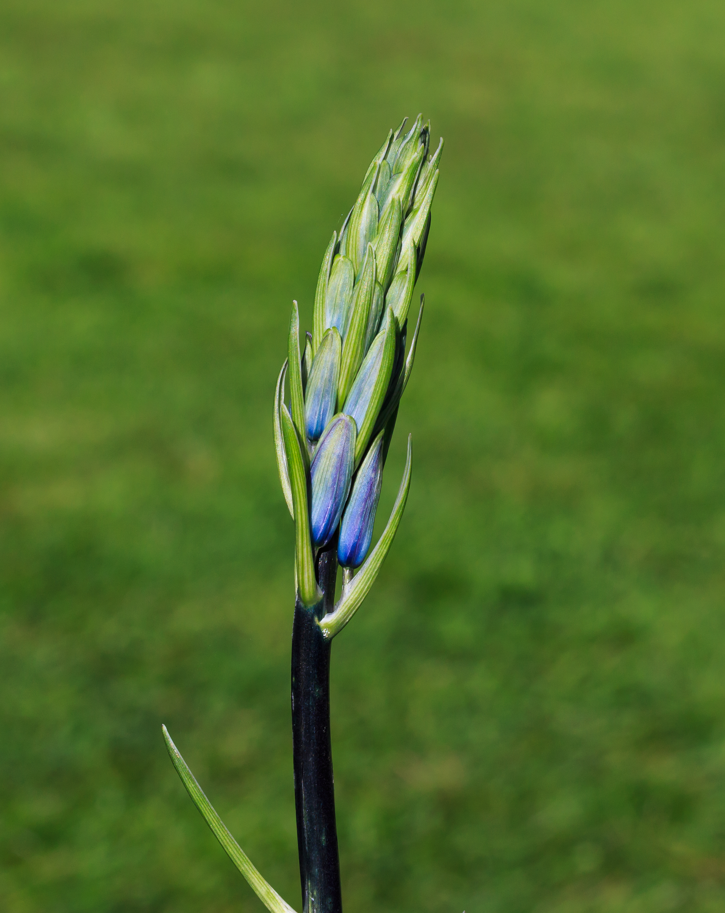 Bloemknop boshyacint (Hyacinthoides non-scripta). Locatie, De Famberhorst 02
