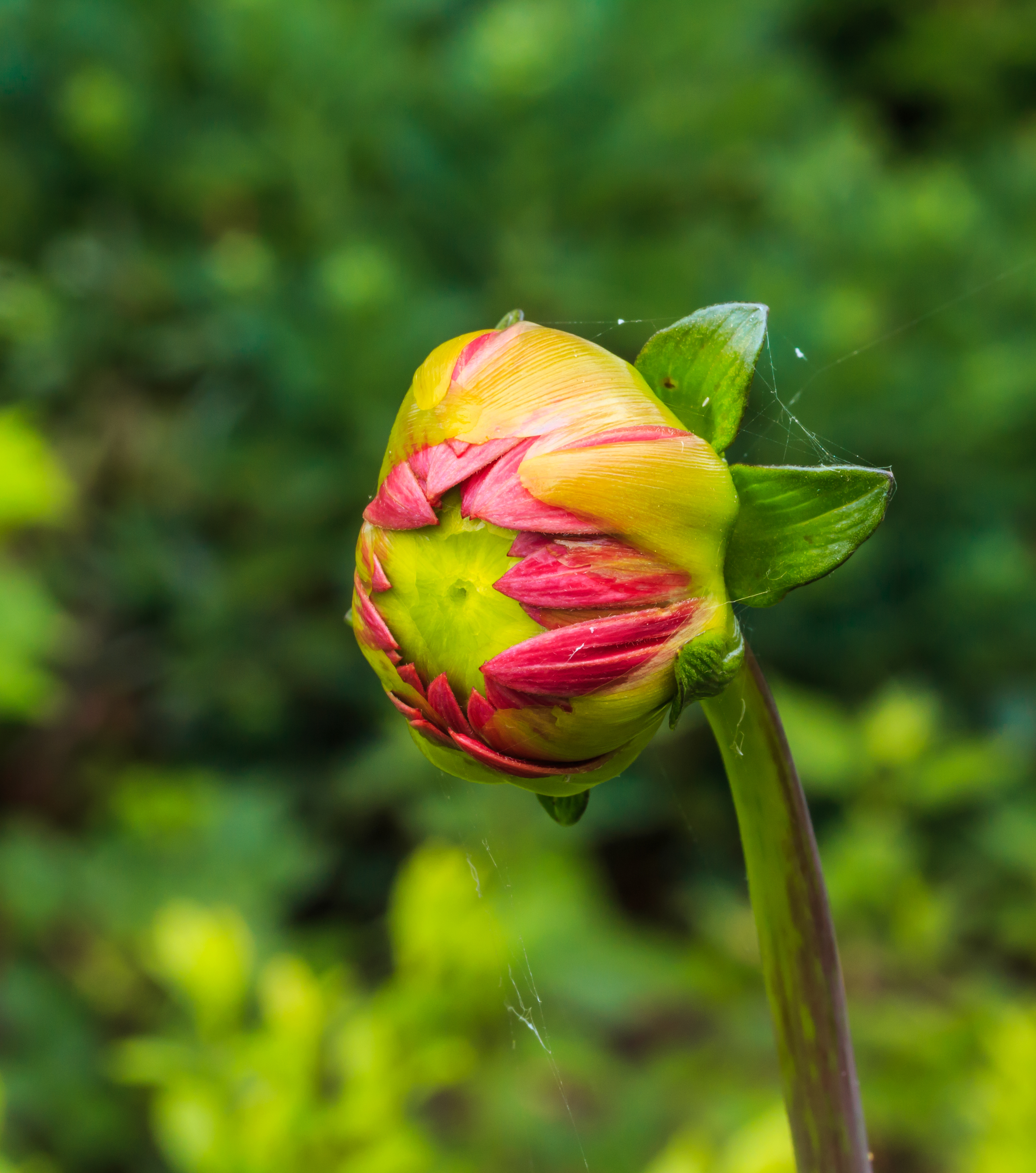 Bloemknop Dahlia-red-runner. Locatie, Tuinreservaat Jonker vallei