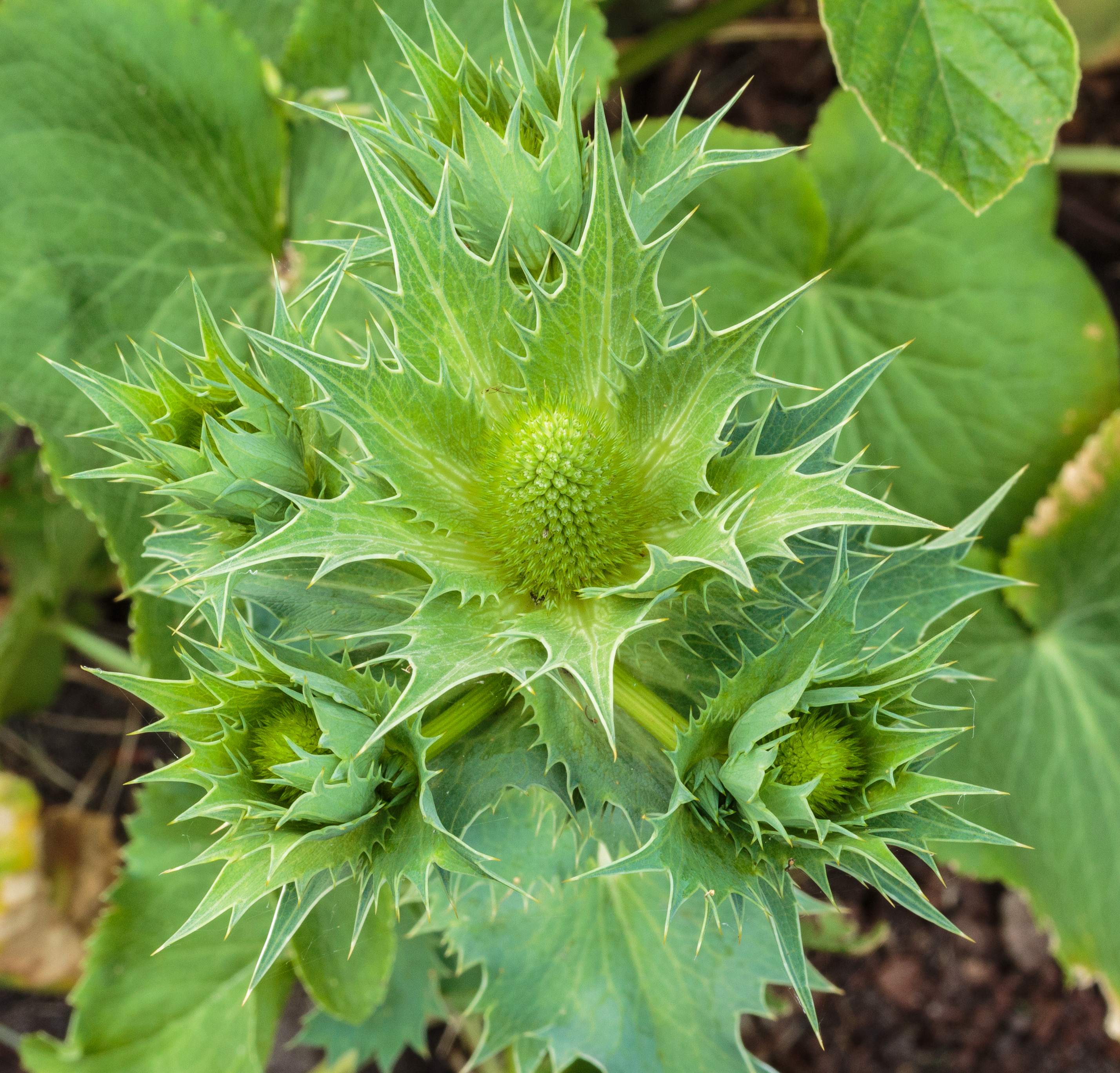 Bloemknop van Eryngium giganteum 'Miss Willmott's Ghost' 02