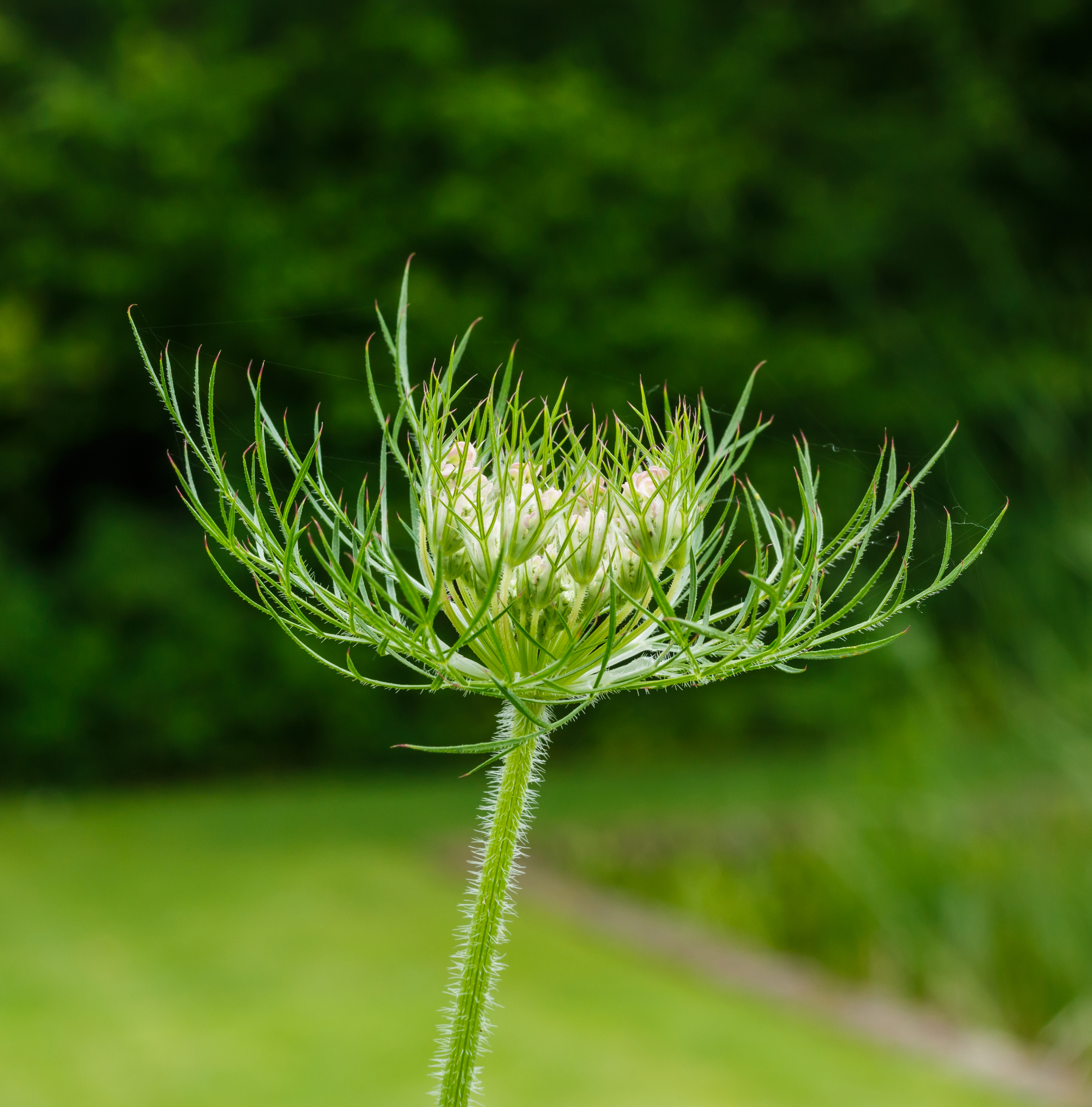 Bloemknop wilde peen (Daucus carota). Locatie, De Kruidhof Buitenpost