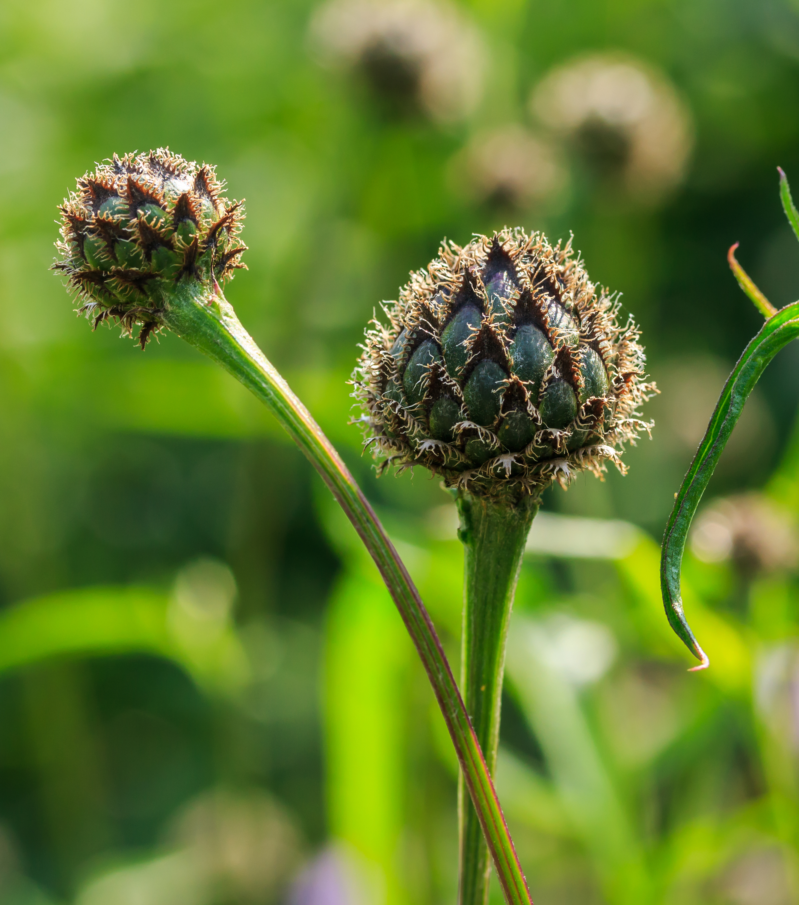 Bloemknoppen van Centaurea dealbata 'Steenbergii'. Locatie, De Kruidhof Buitenpost