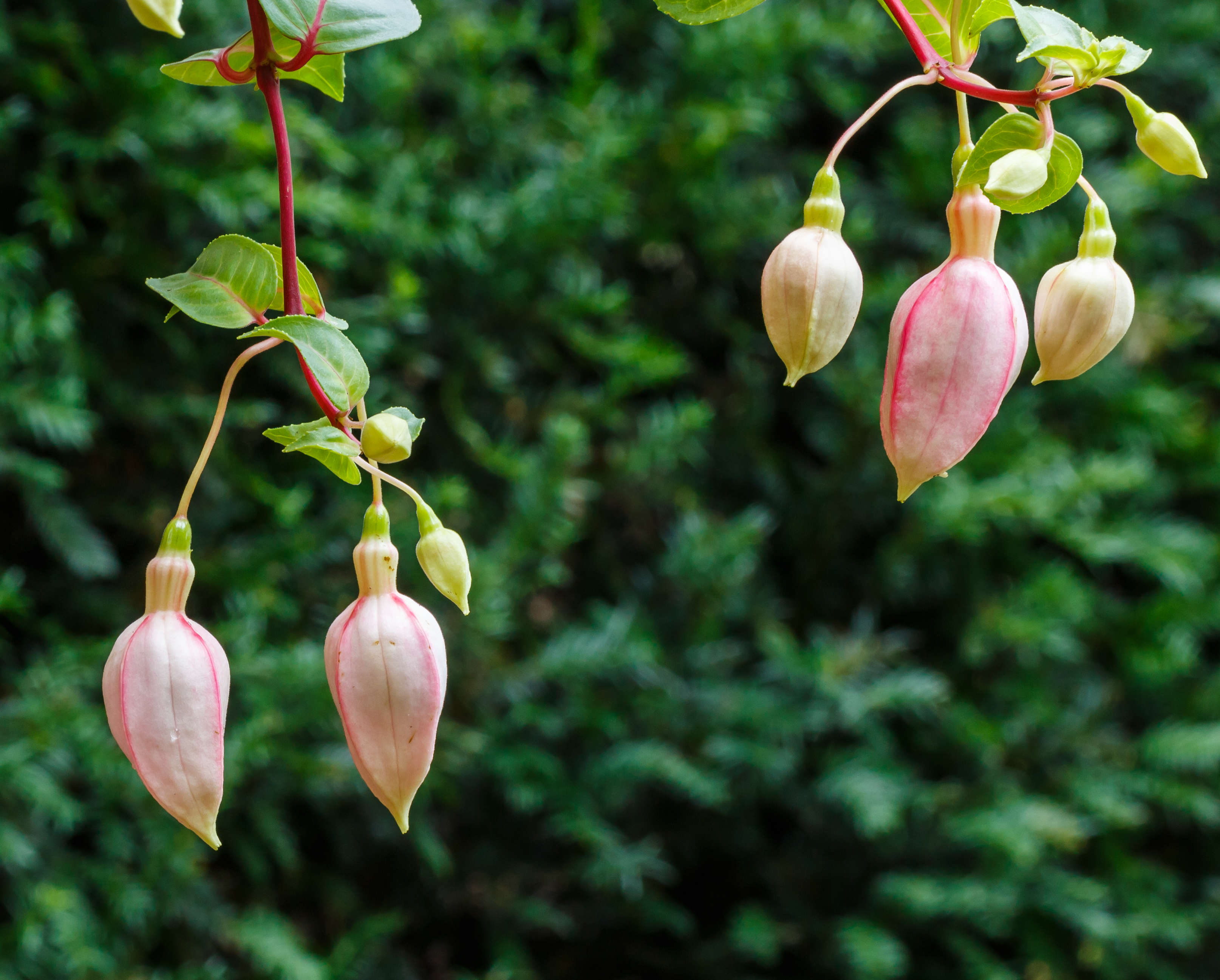 Bloemknoppen van fuchsia 'Susie Olcese'