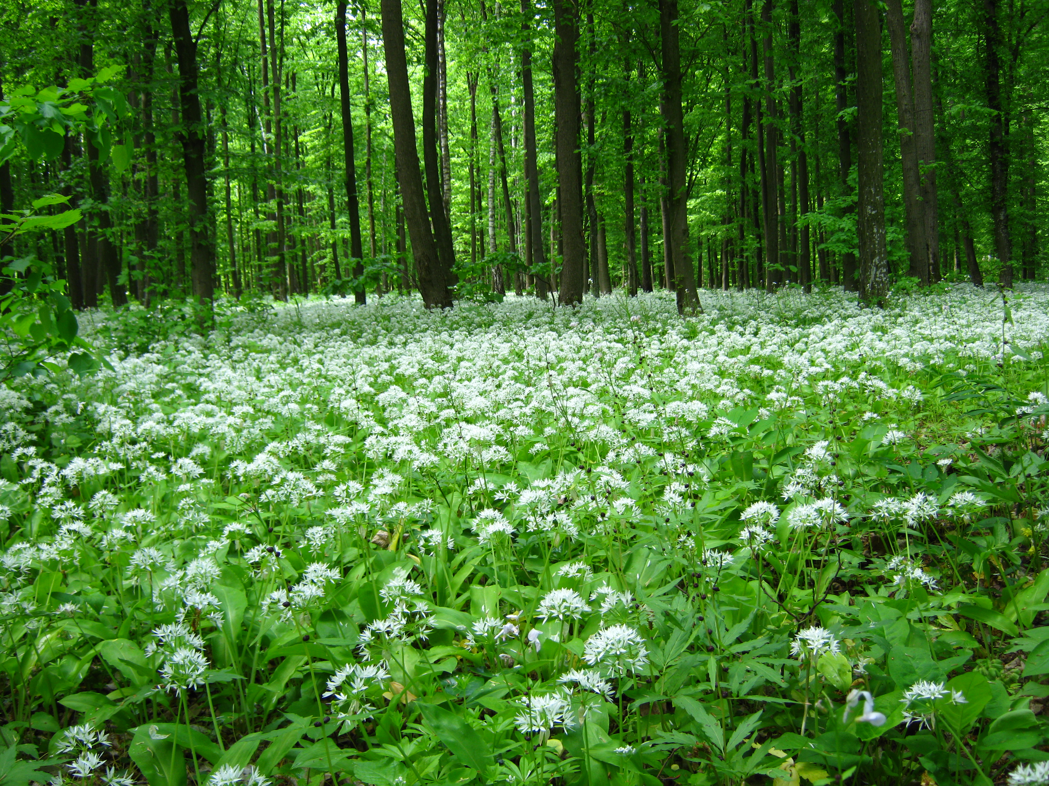 Blooming wild garlic