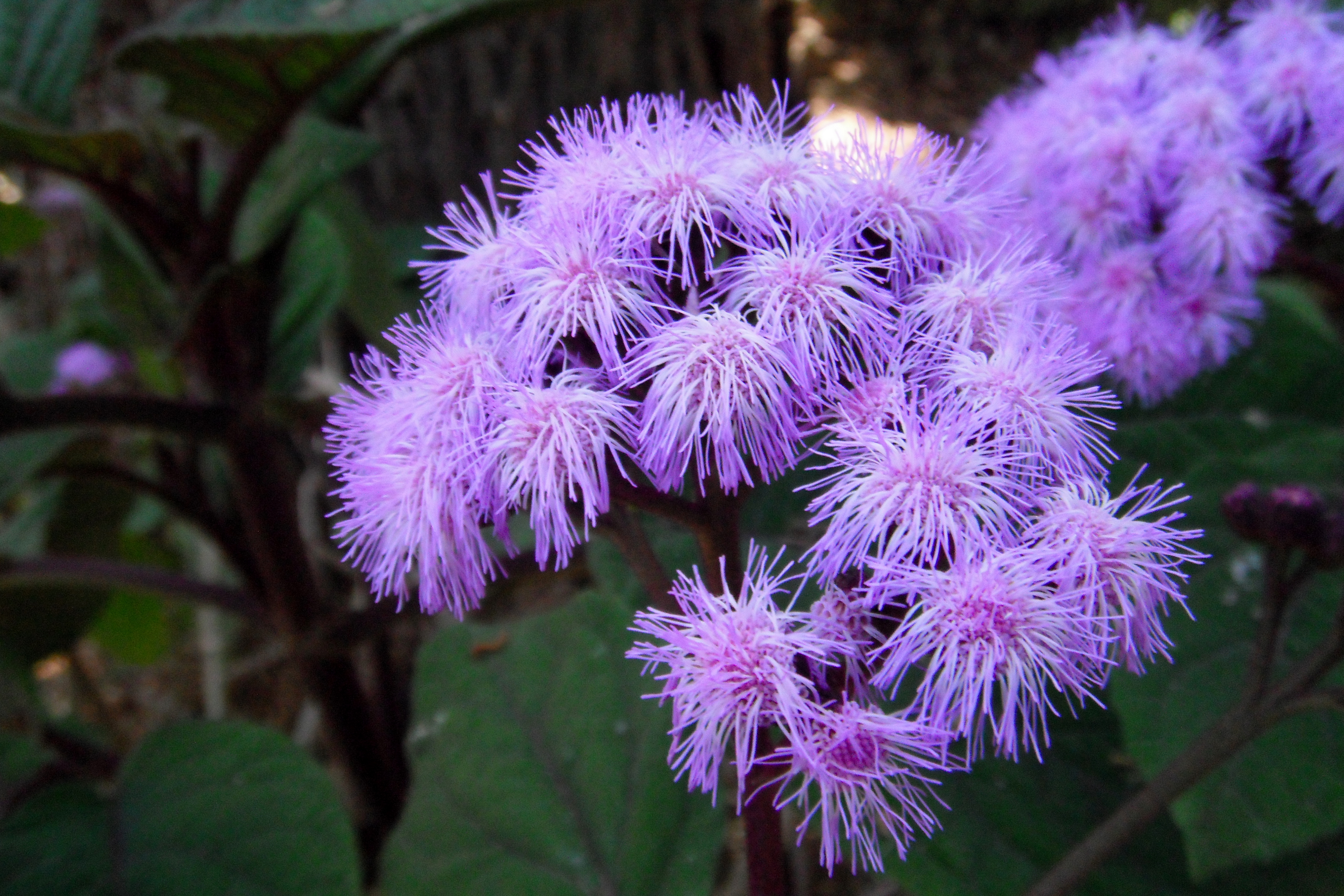 Blue flowers in bloom