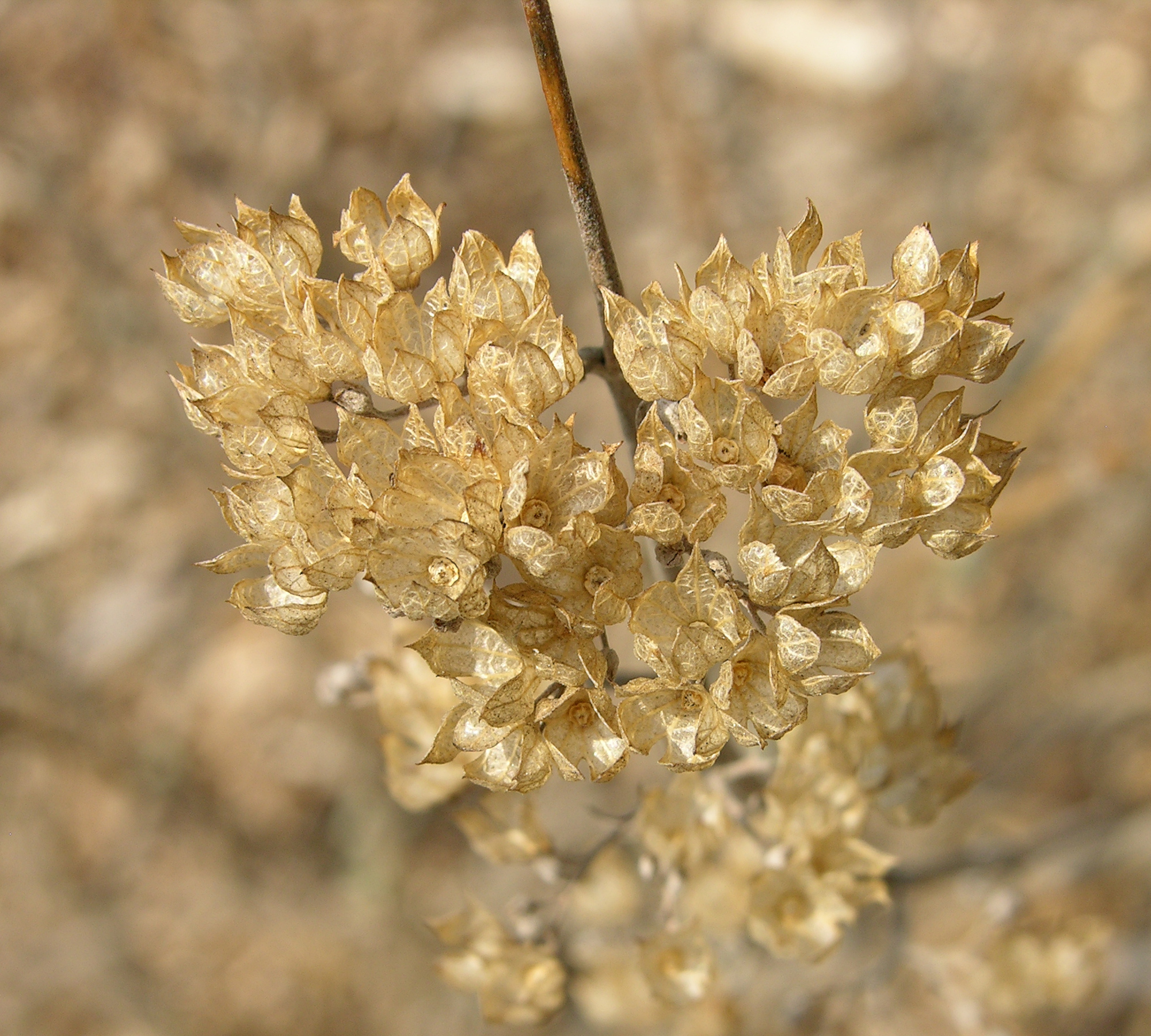 Bluebeard Caryopleris incana 'Jason' Dried Flowers 2000px