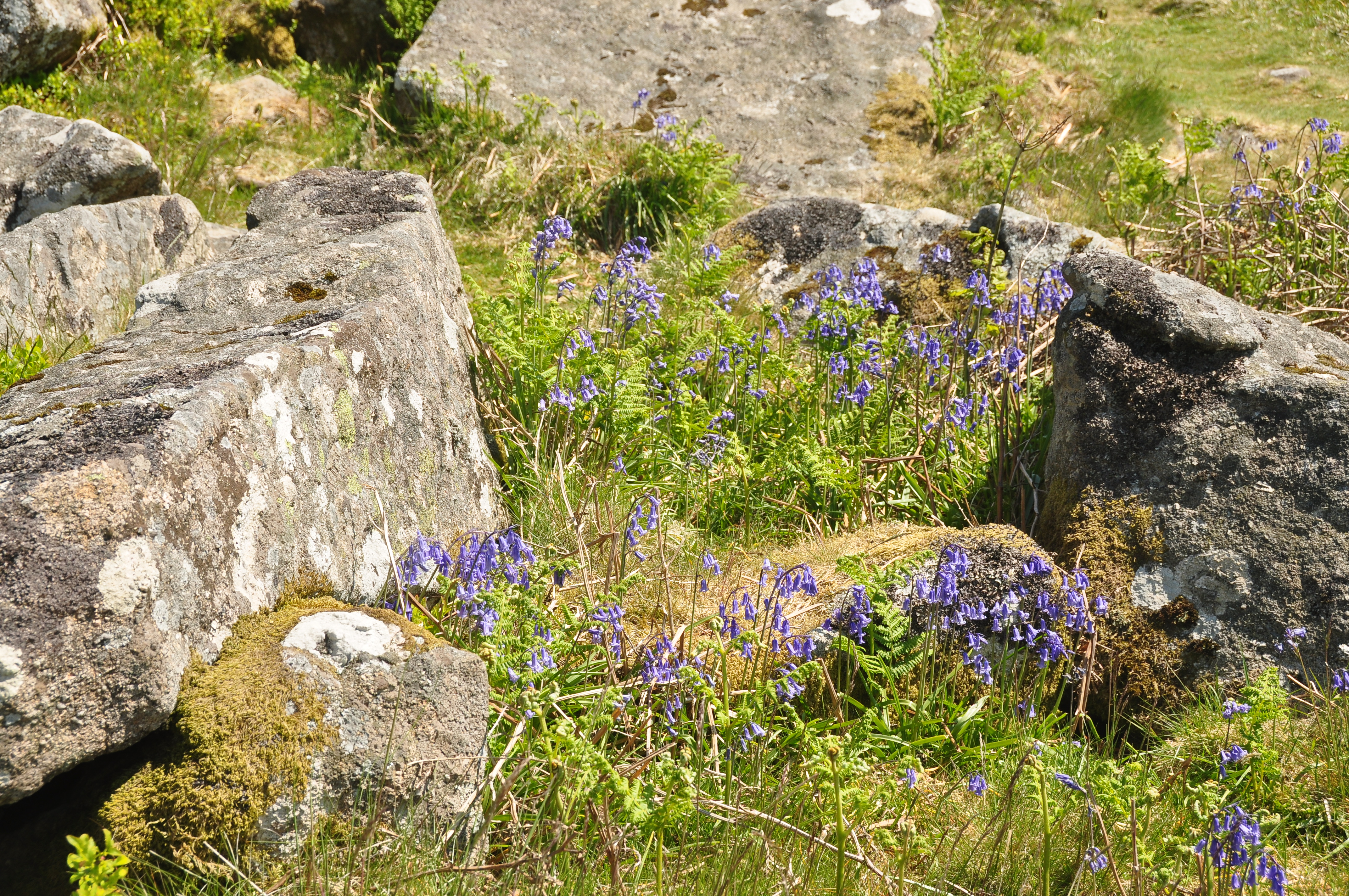 Bluebells at Hound Tor (4154)