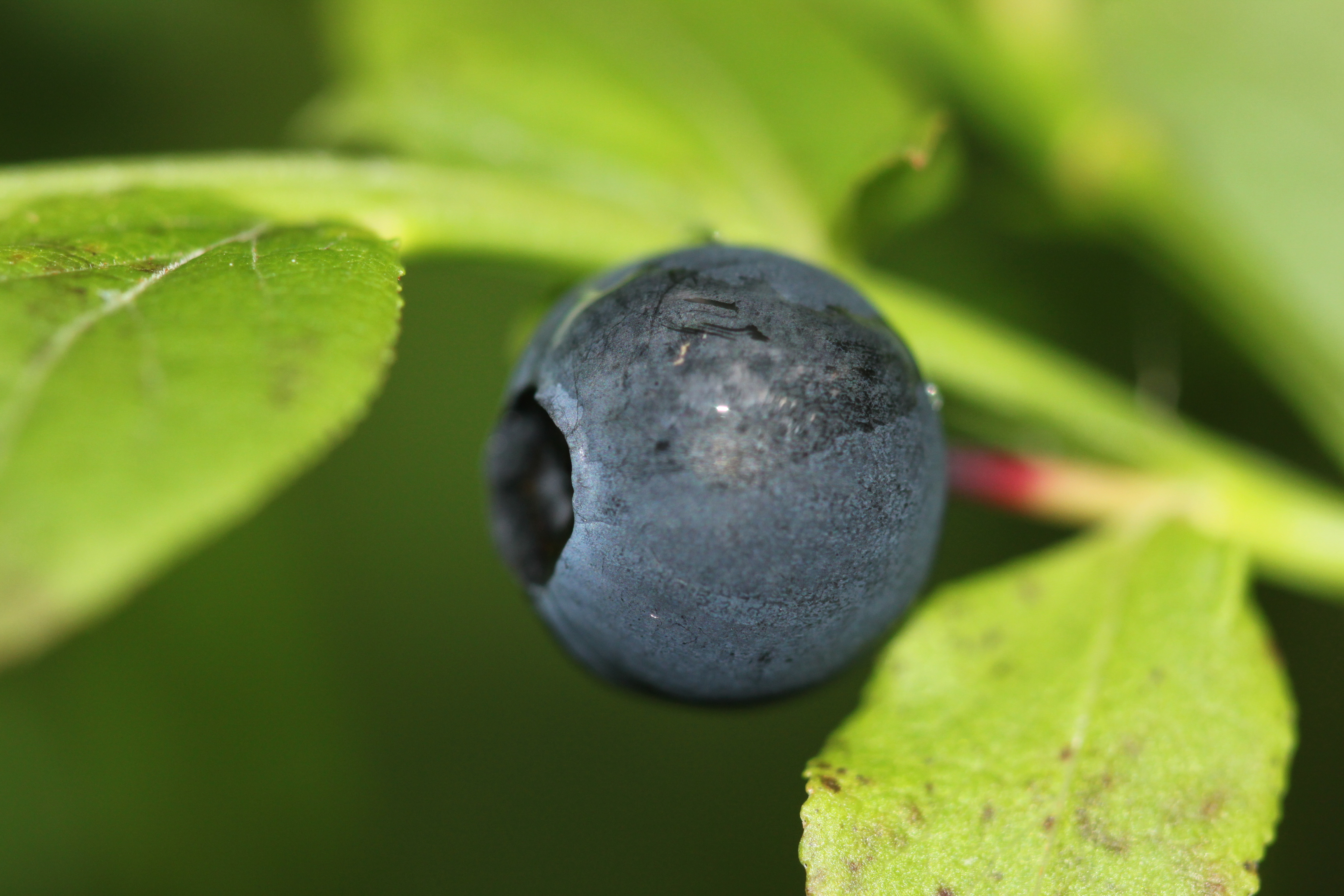 Blueberry 10 July 2013