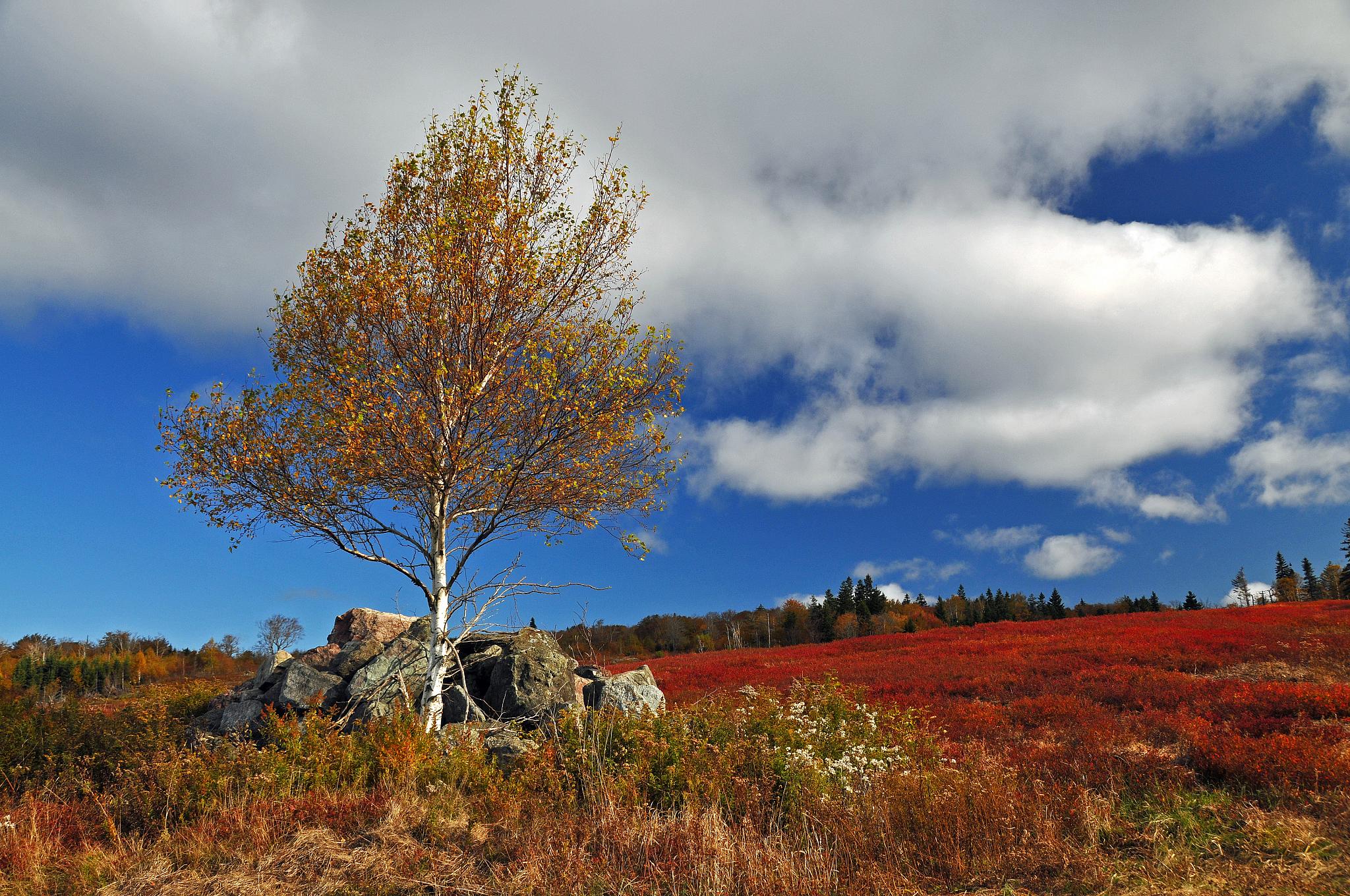 Blueberry fields at Parrsboro
