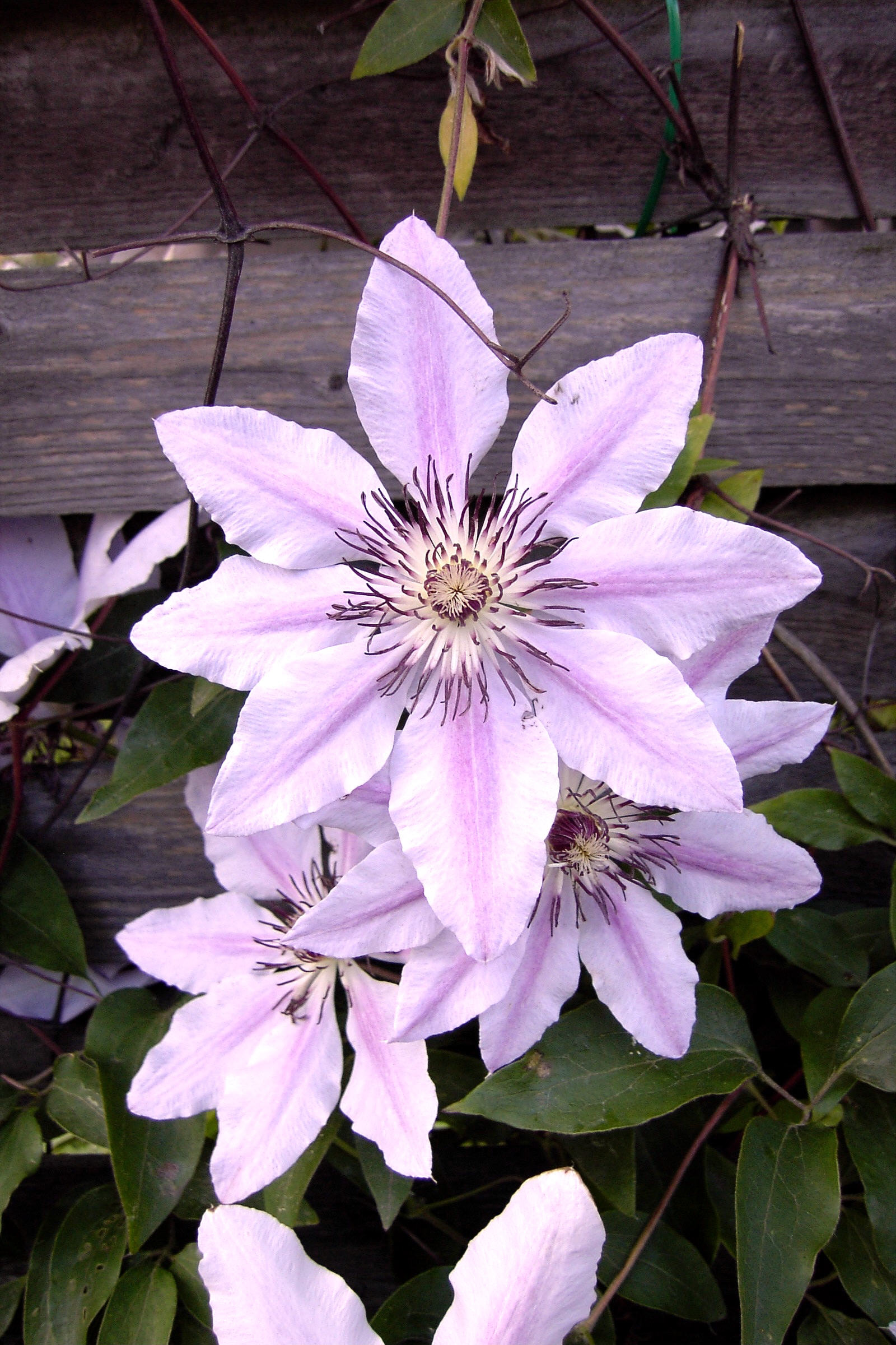 Blume-Waldrebe-Clematis