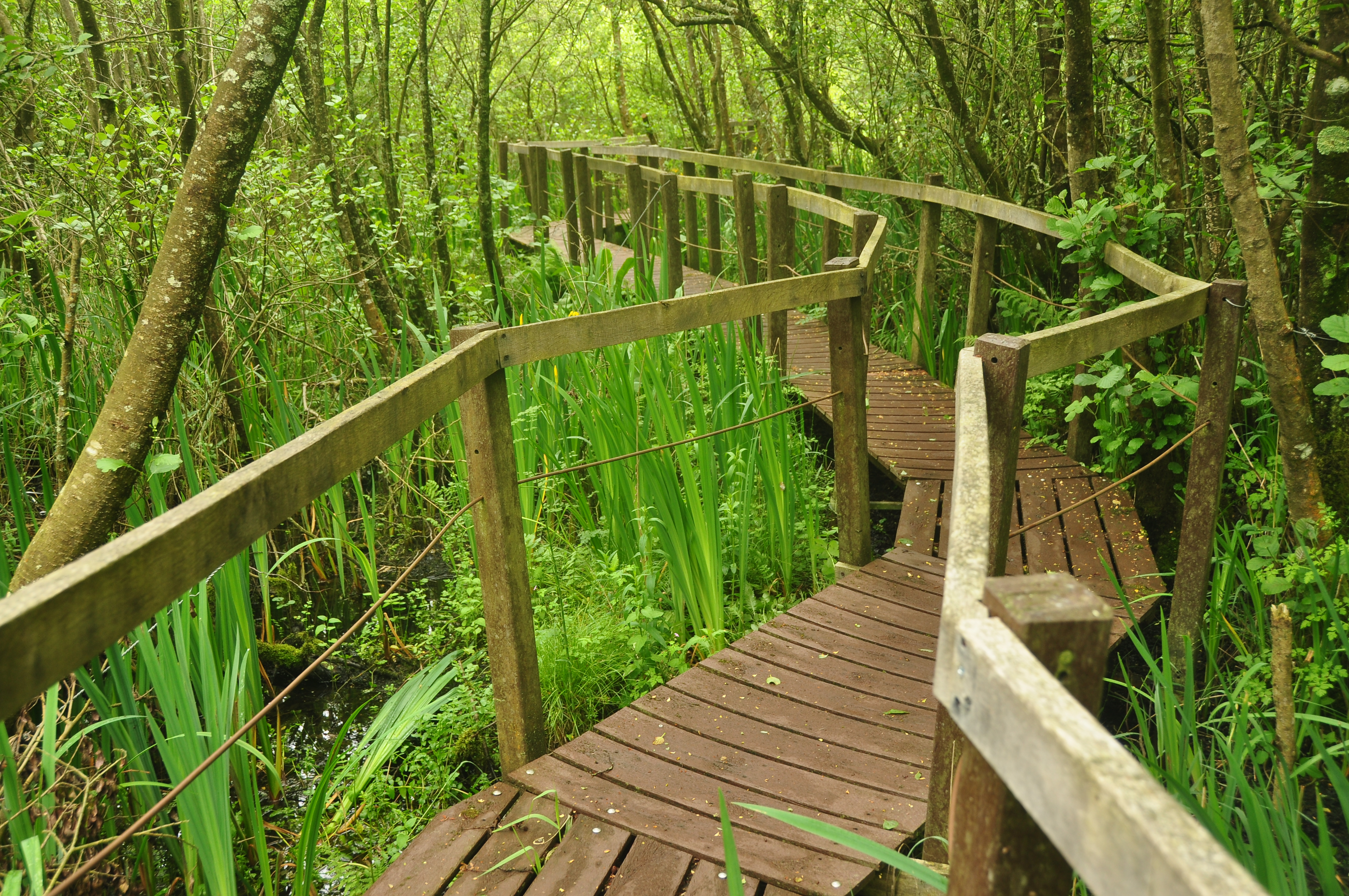 Boardwalk in Oxwich Burrows (5243)