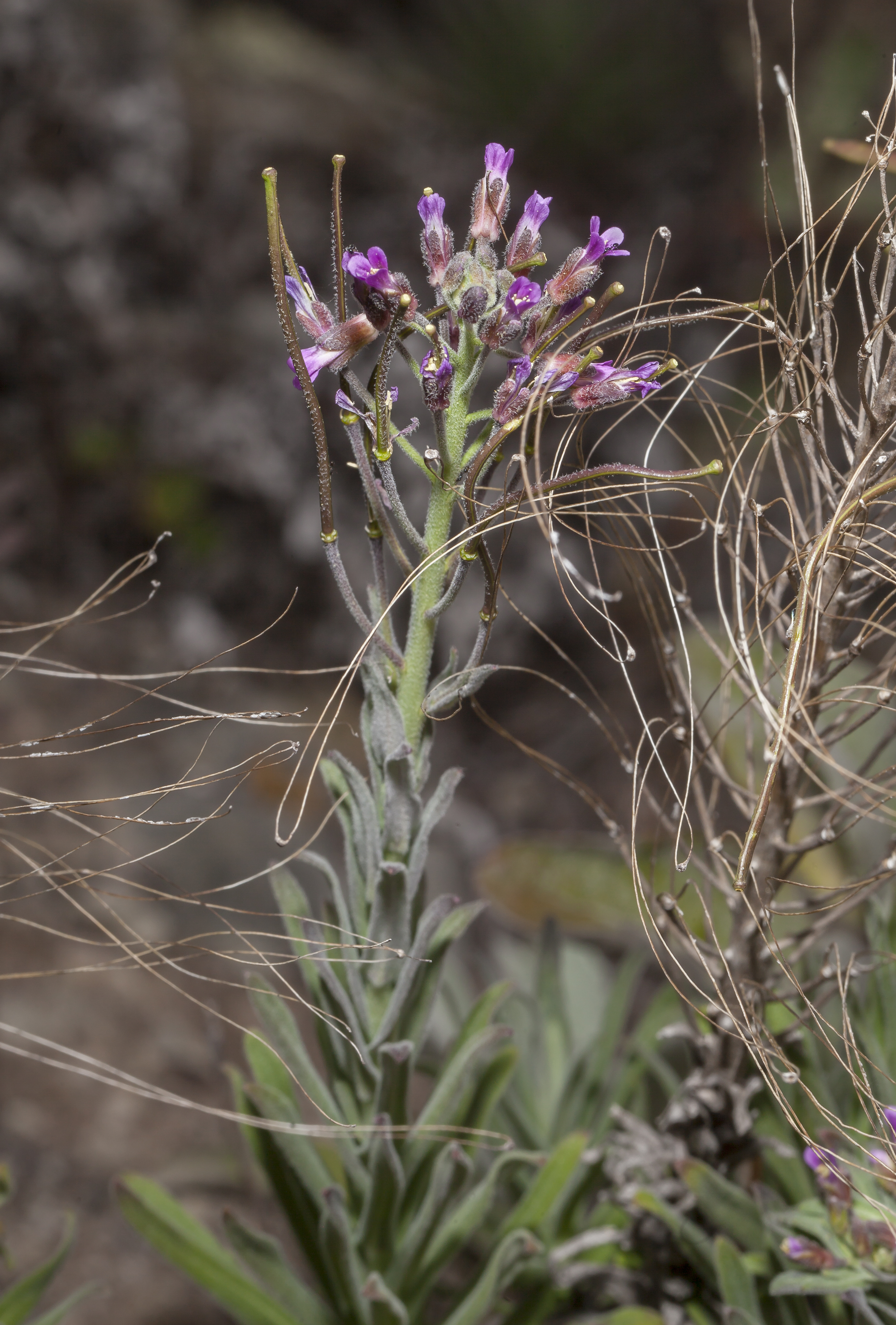 Boechera hoffmannii (14015818347)