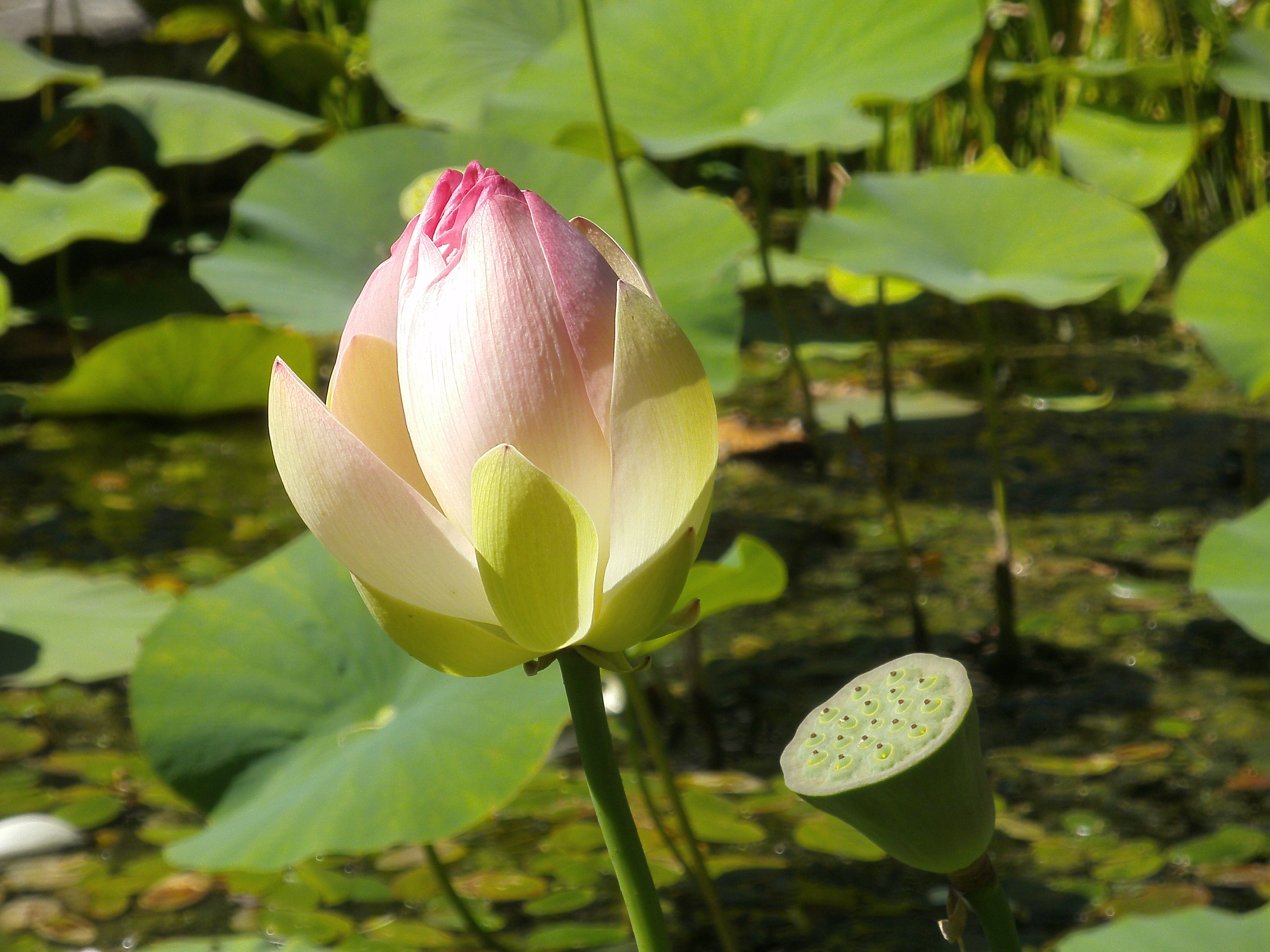 Bogarub-nelumbo-nucifera-2