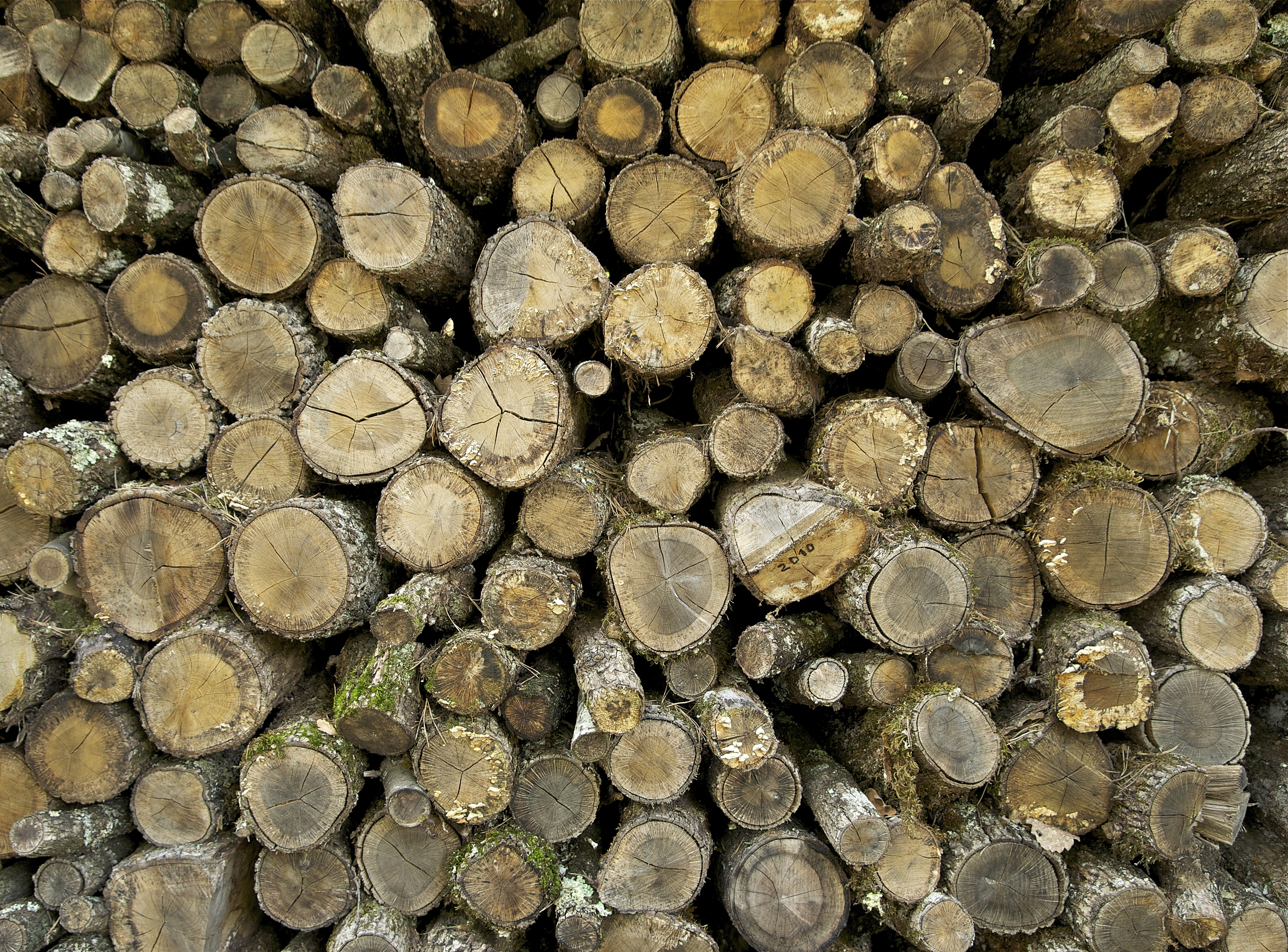 Bois coupé structure