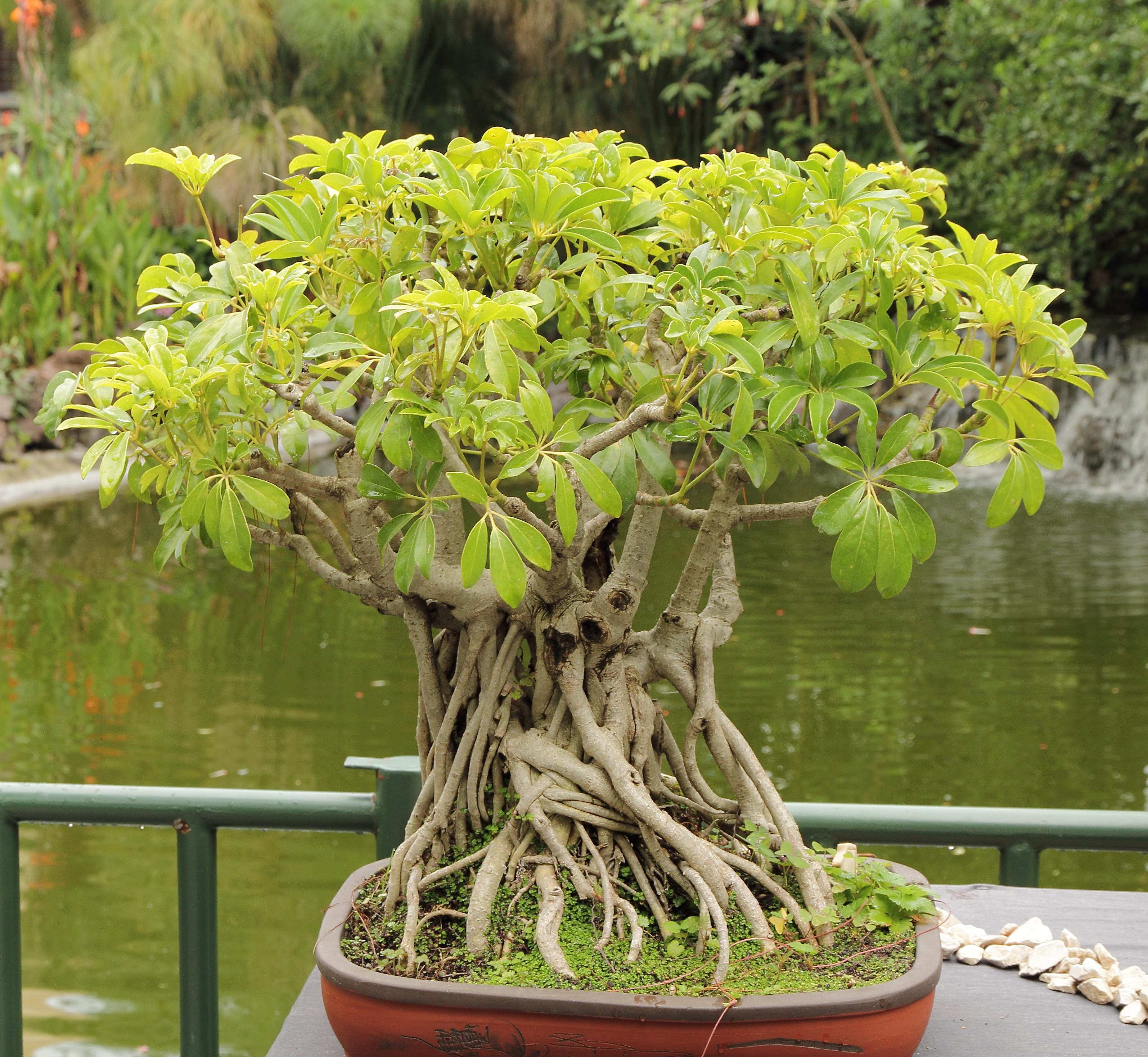 Bonsai-IMG 8788