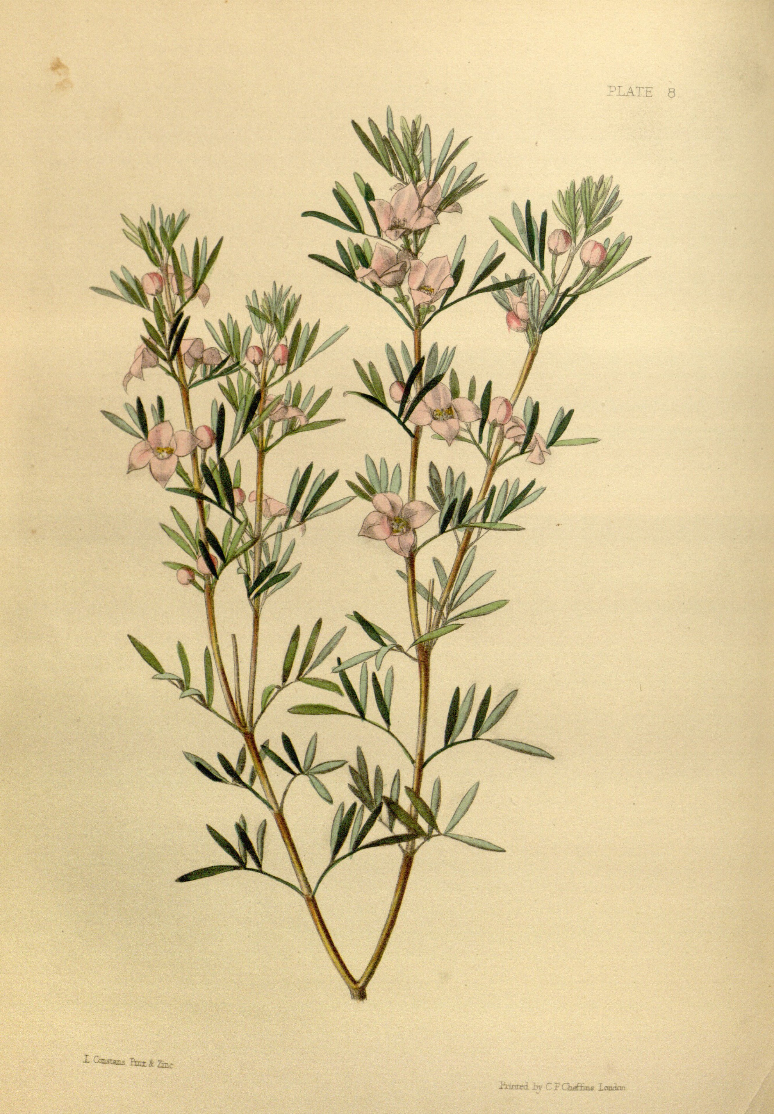Boronia tetrandra Paxton 8