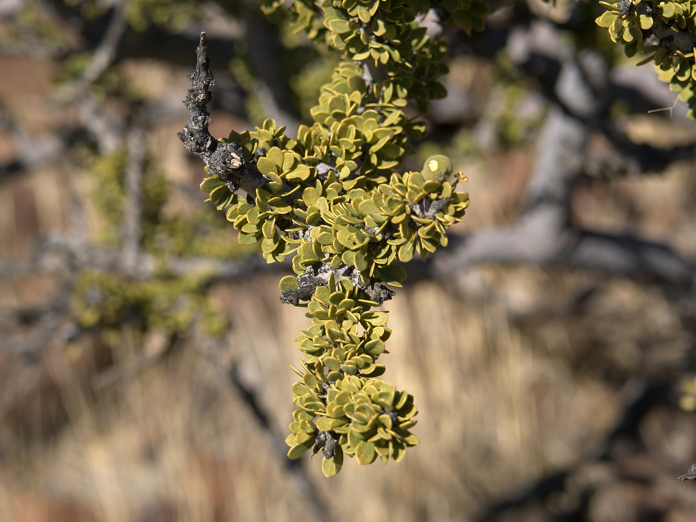 Boscia foetida