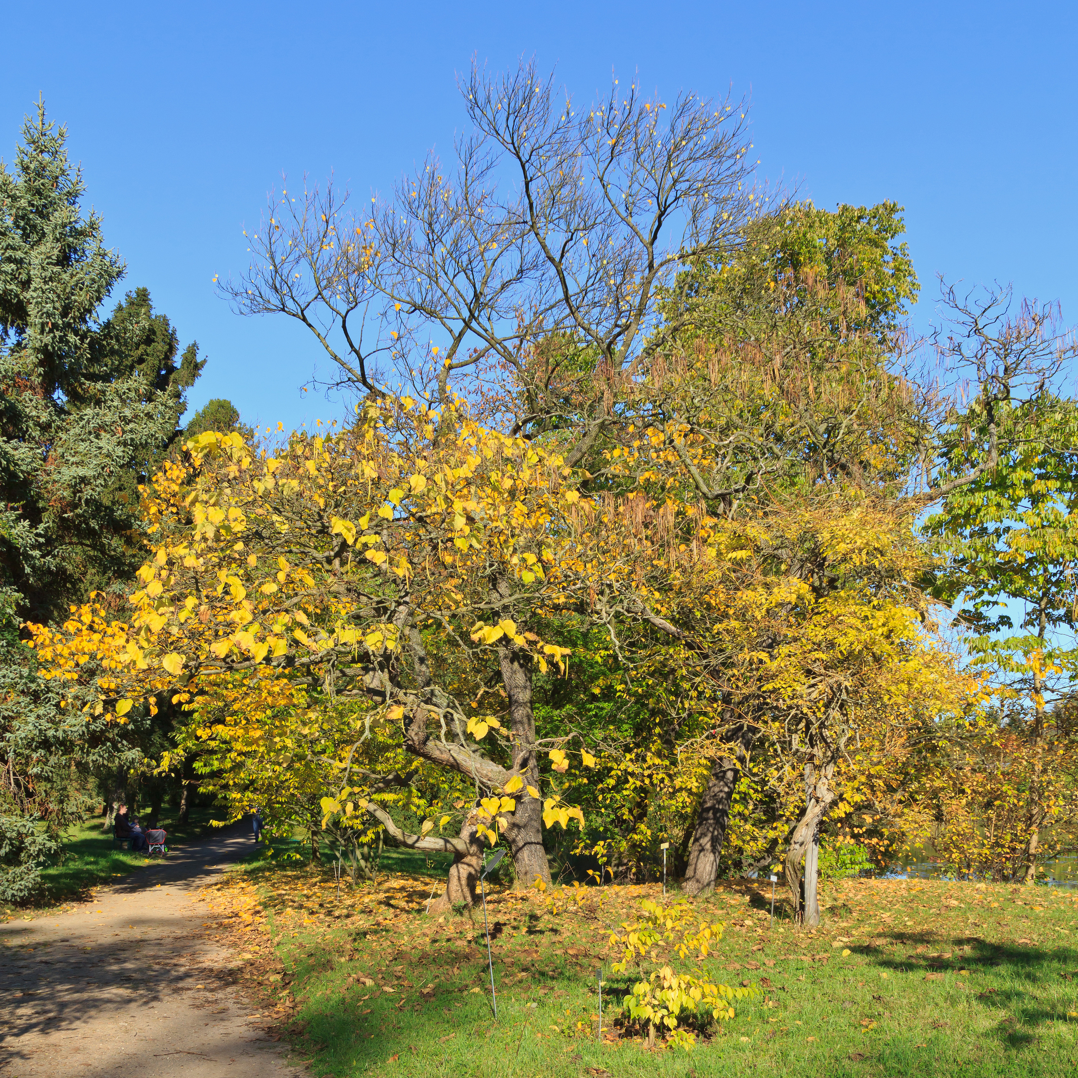 Botanischer Garten Berlin-Dahlem 10-2014 photo03 Catalpa bignonioides