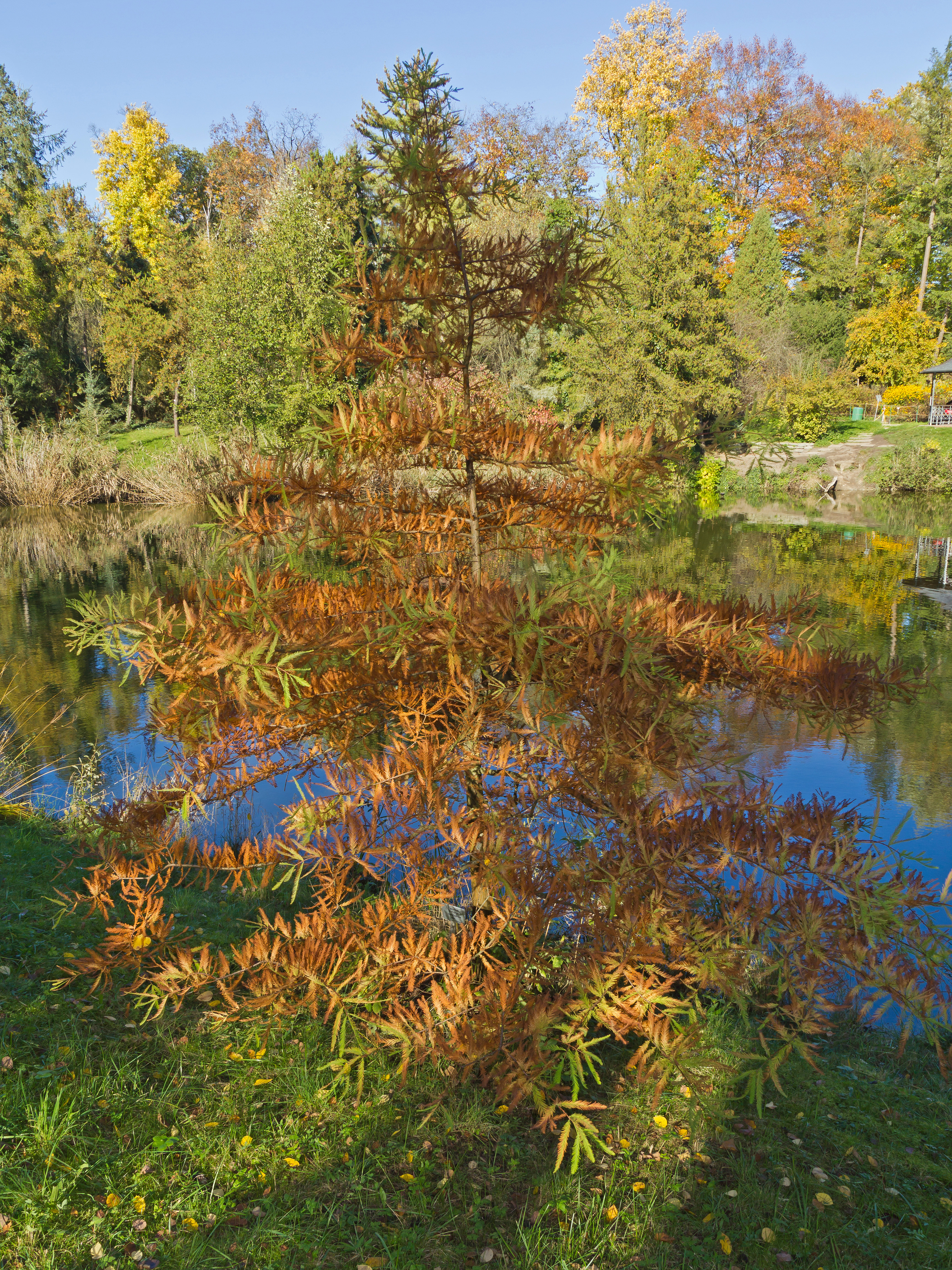 Botanischer Garten Berlin-Dahlem 10-2014 photo06 Taxodium distichum