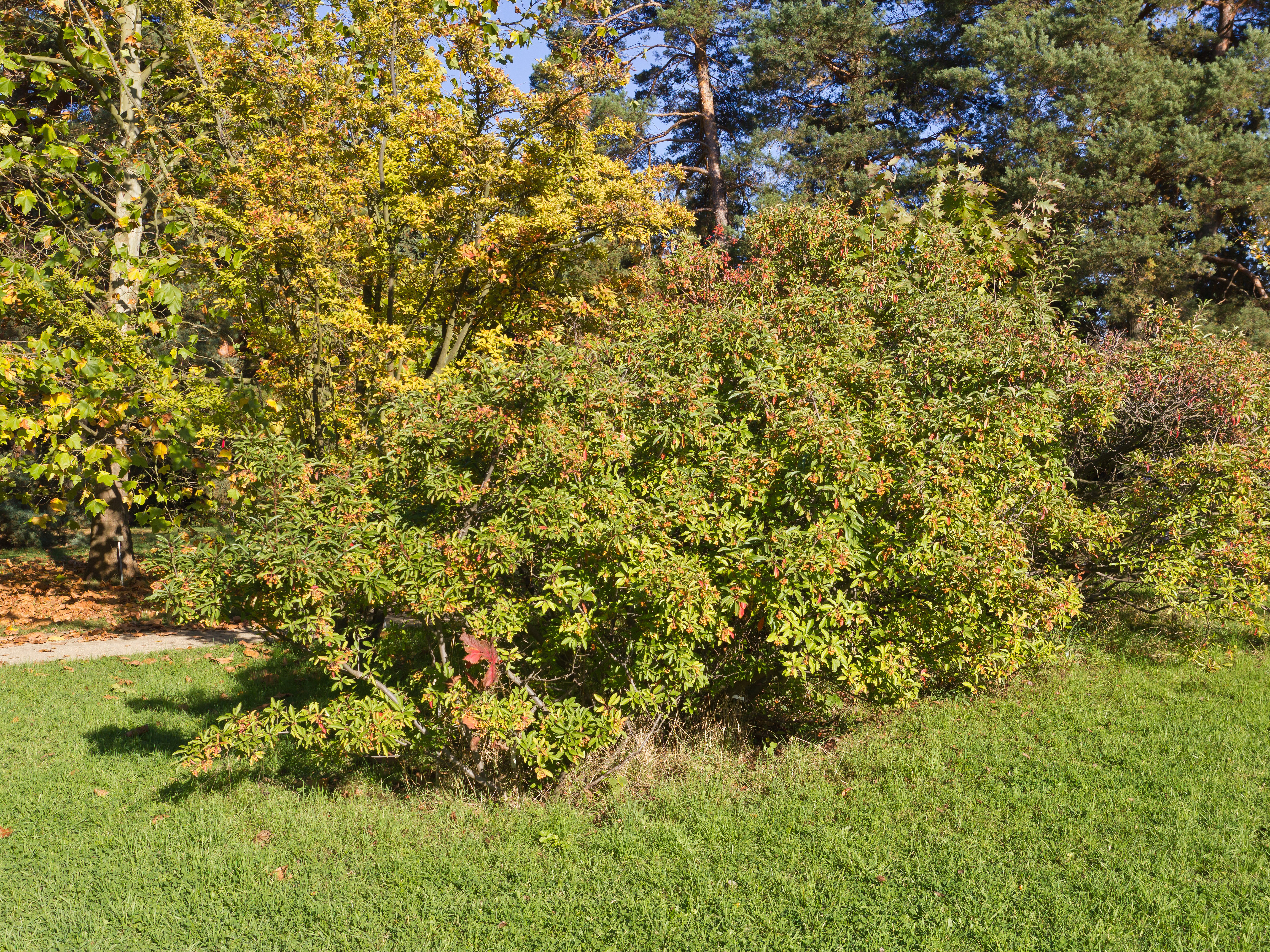 Botanischer Garten Berlin-Dahlem 10-2014 photo12 Stranvaesia davidiana