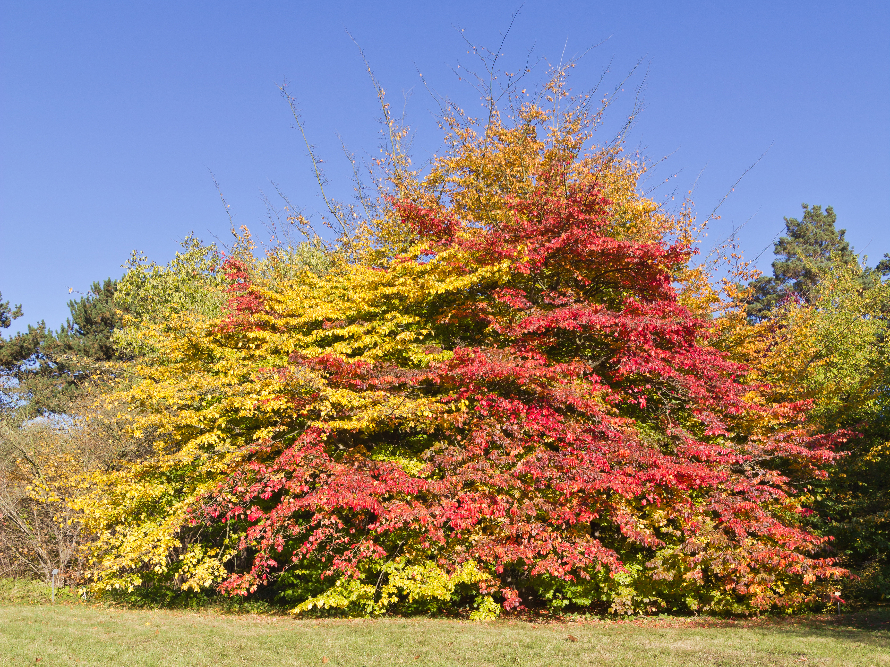 Botanischer Garten Berlin-Dahlem 10-2014 photo13 Parrotia persica