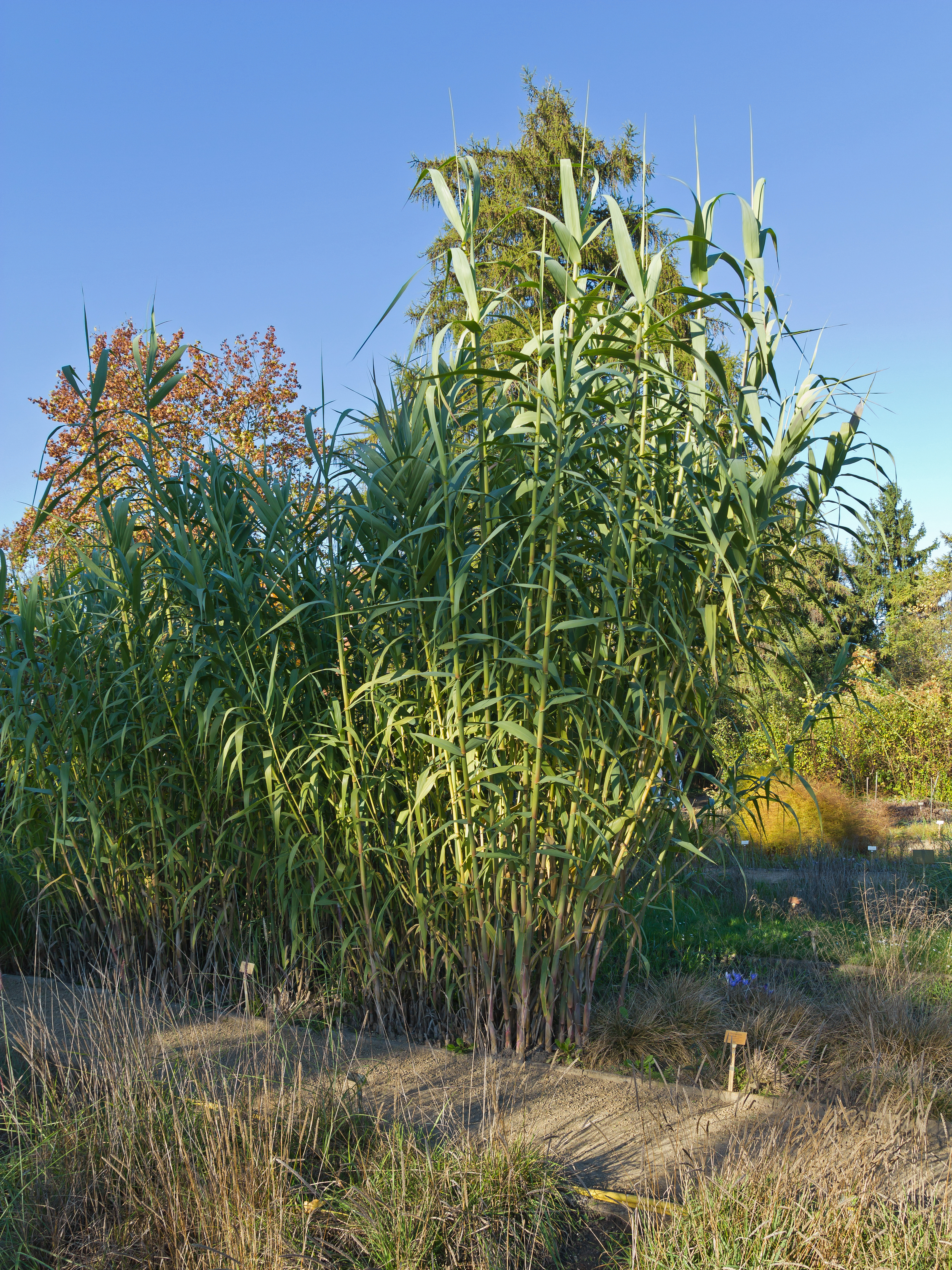 Botanischer Garten Berlin-Dahlem 10-2014 photo21 Arundo donax