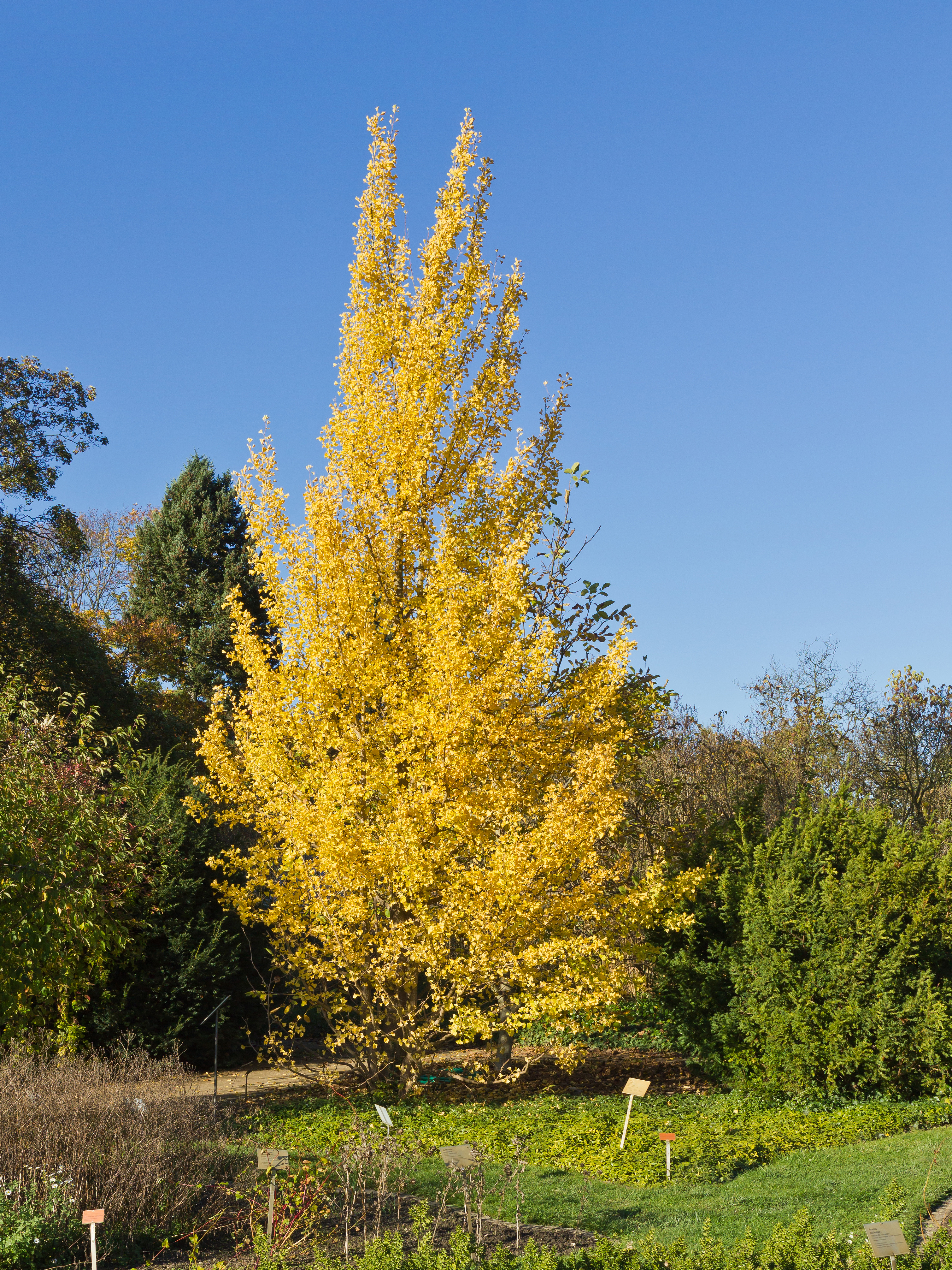 Botanischer Garten Berlin-Dahlem 10-2014 photo22 Ginkgo biloba
