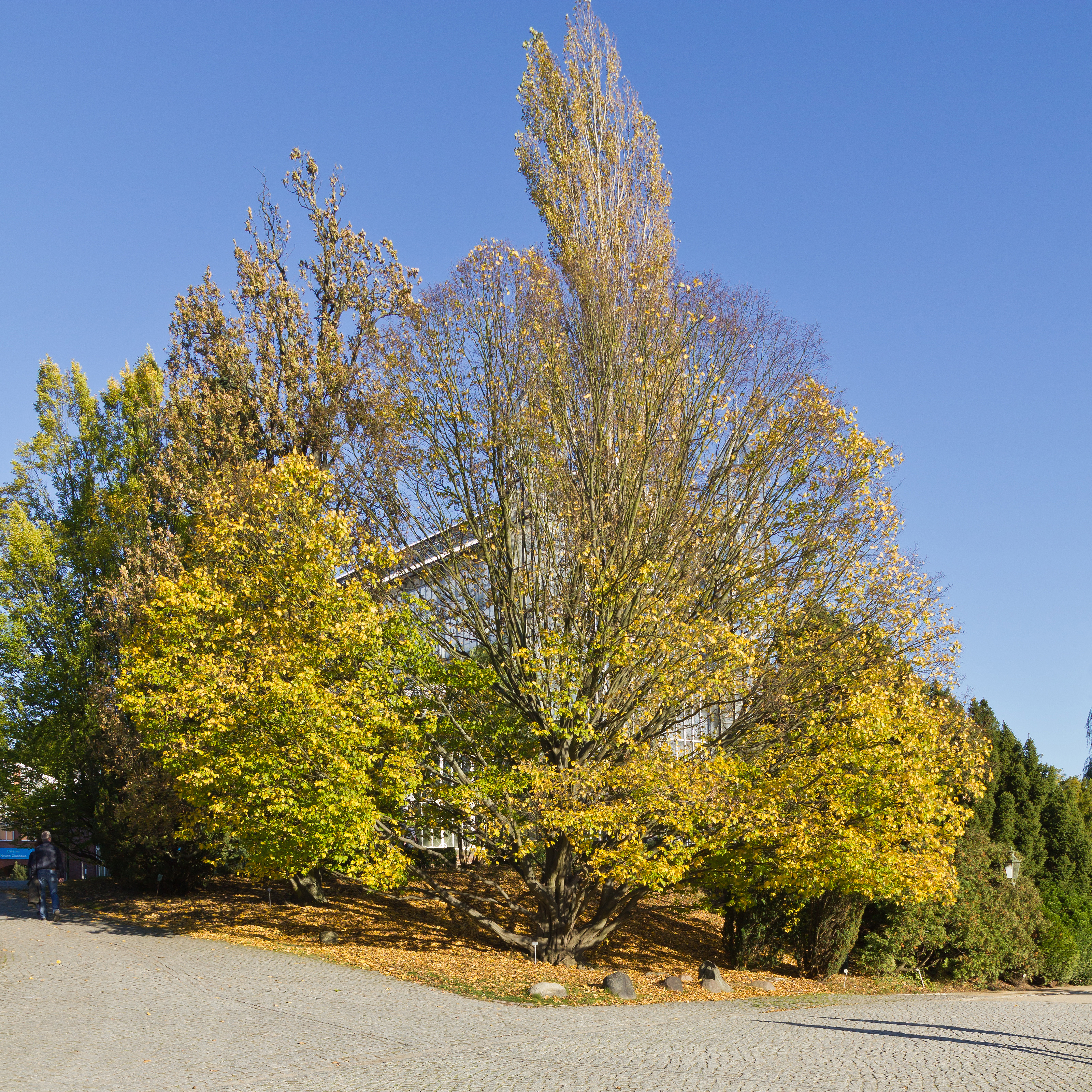 Botanischer Garten Berlin-Dahlem 10-2014 photo24 Carpinus betulus