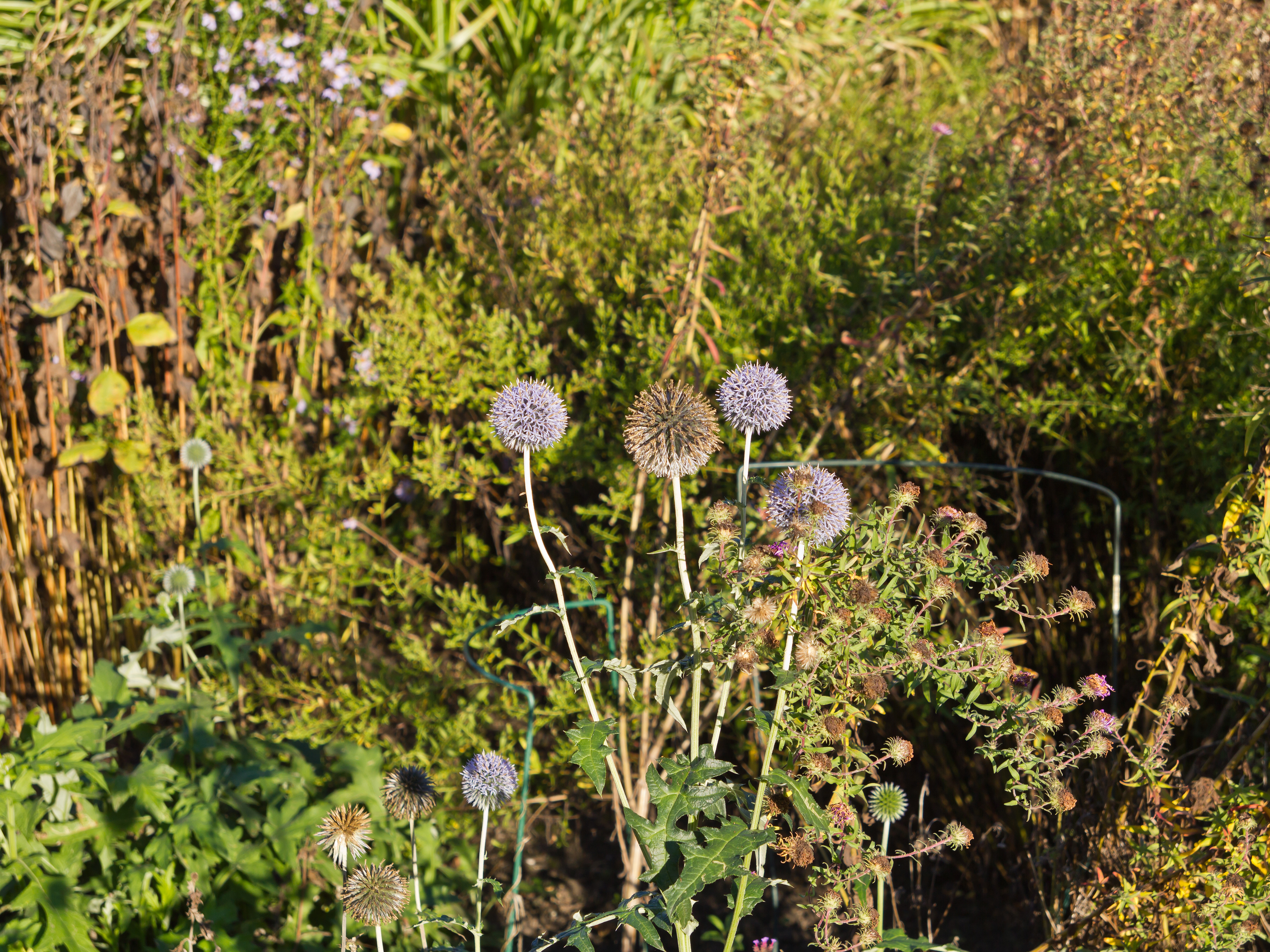 Botanischer Garten Berlin-Dahlem 10-2014 photo25 Echinops sphaerocephalus
