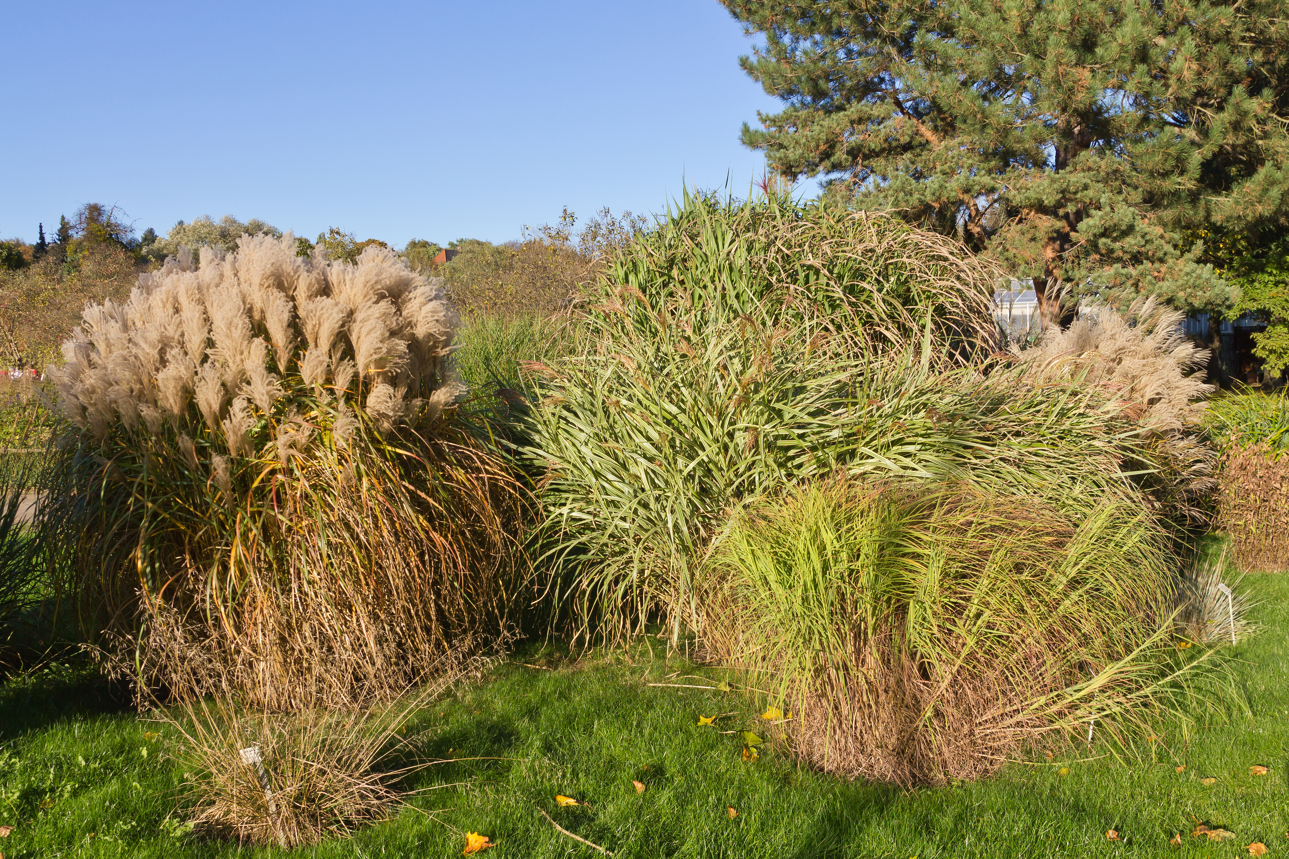 Botanischer Garten Berlin-Dahlem 10-2014 photo26 Themeda triandra