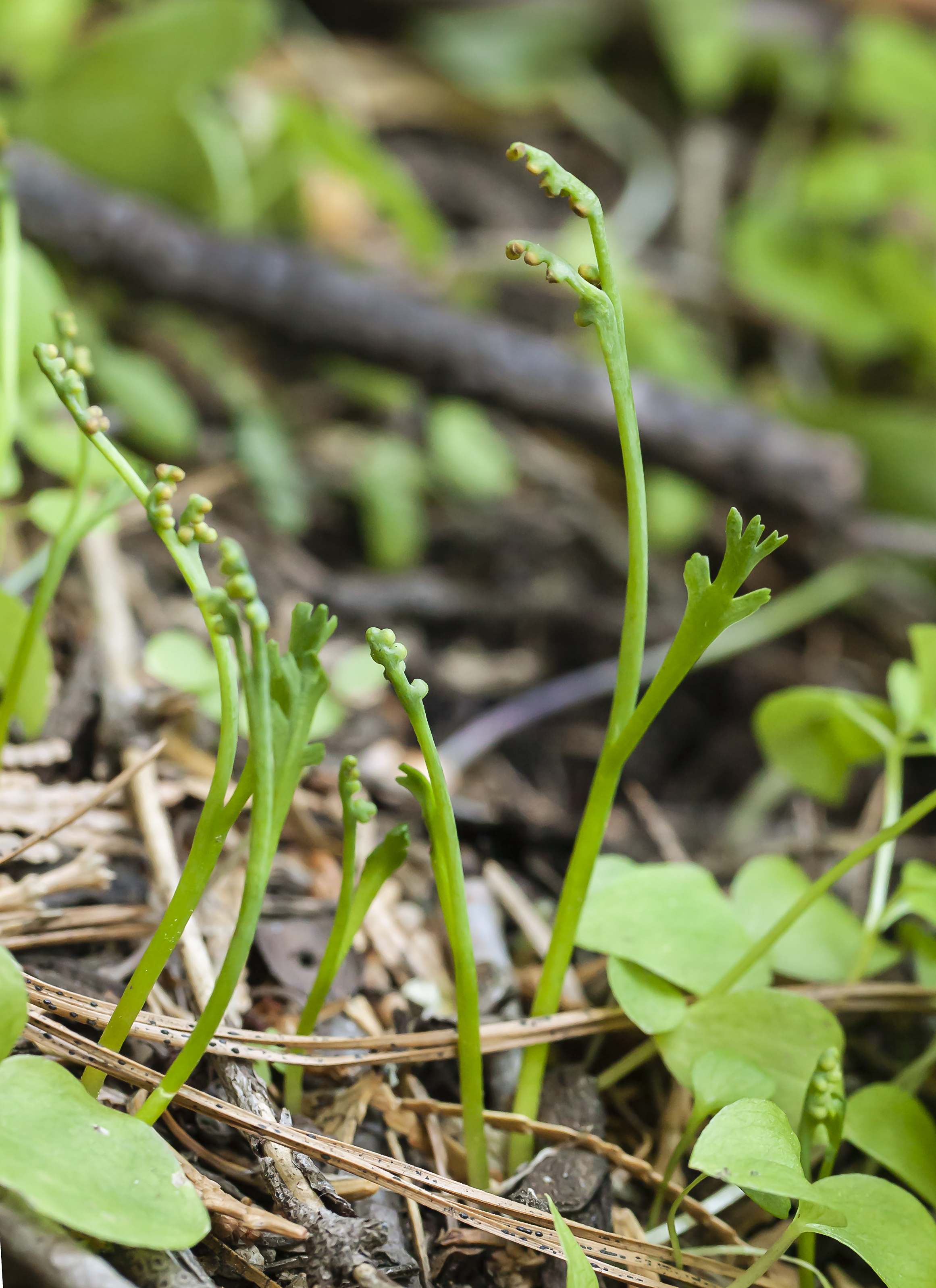 Botrychium montanum (mountain moonwort) (14641885830)