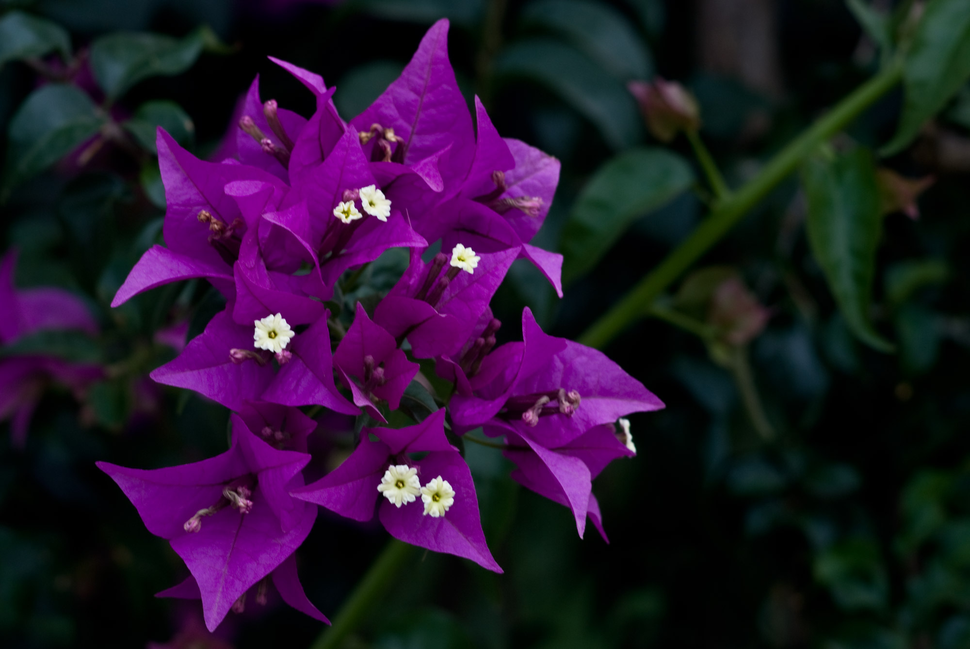 Bougainvillea (Imagicity 264)