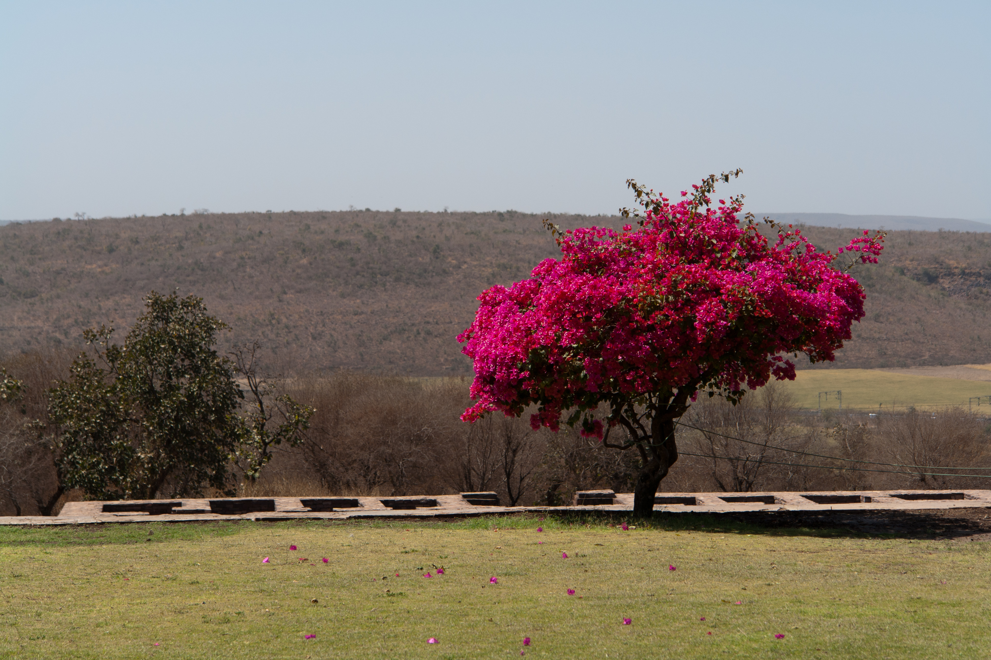 Bougainvillea, Sanchi, Madhya Pradesh, India