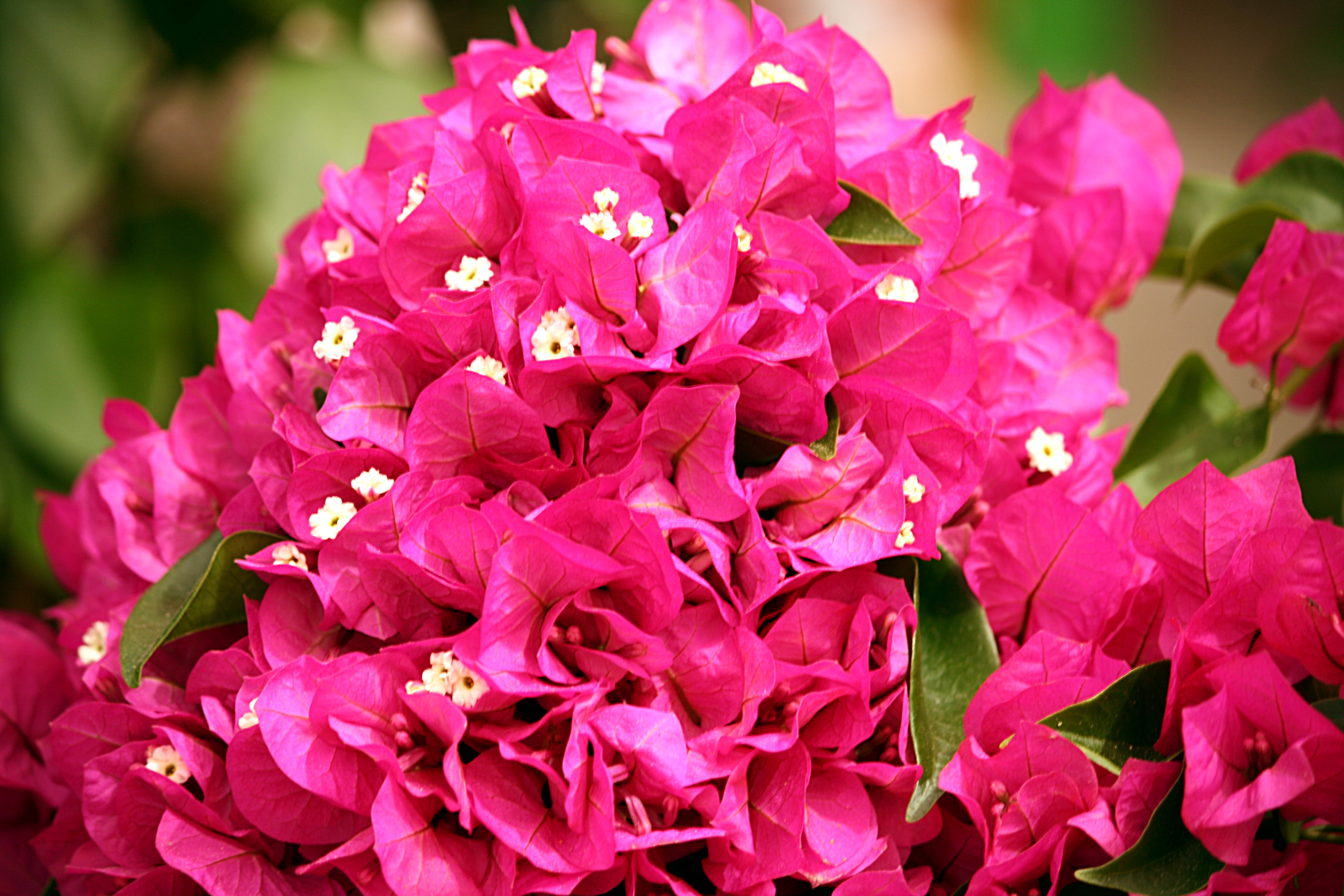 Bougainvillea flowers 4102