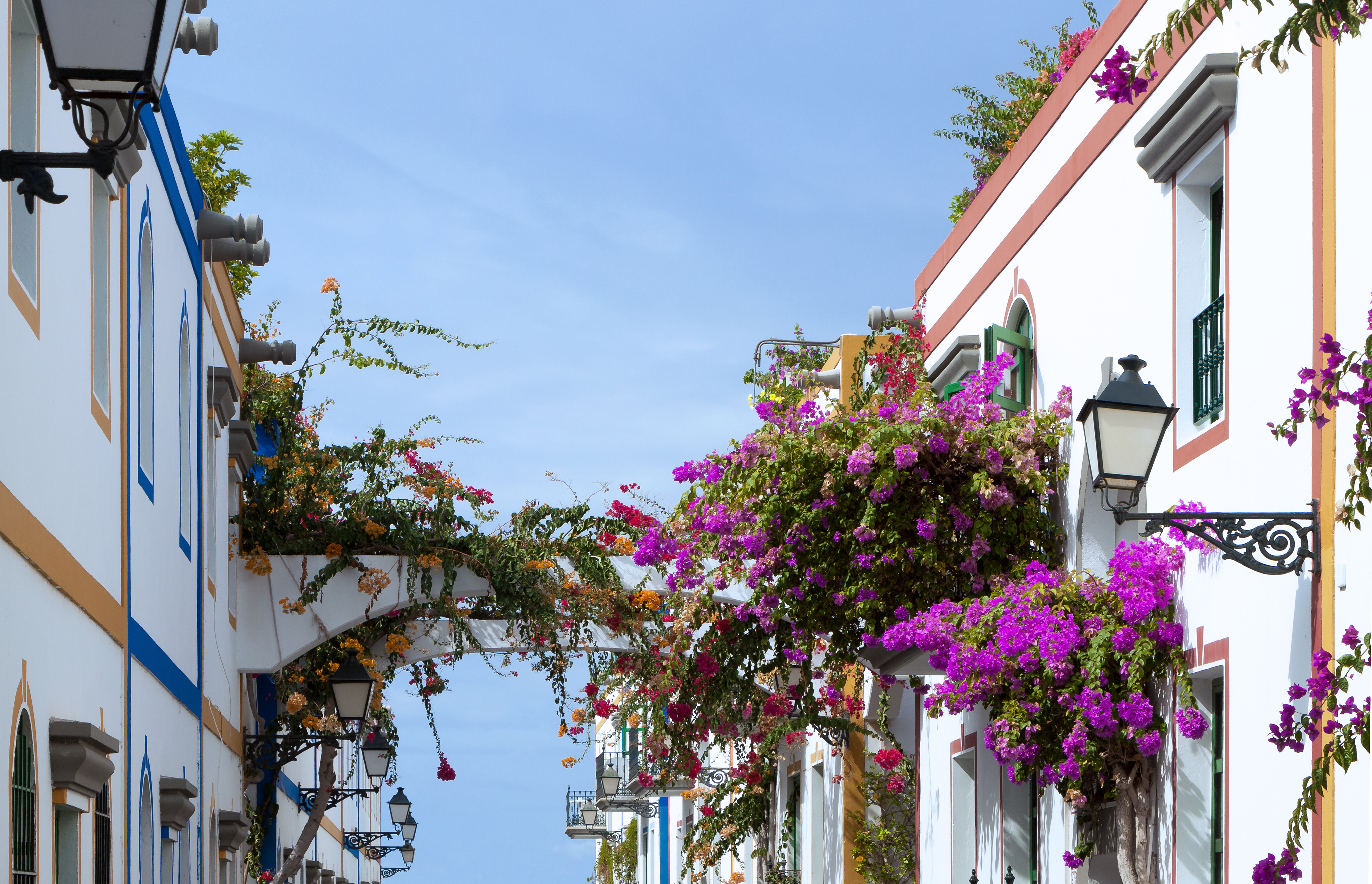 Bougainvilleas - Puerto de Mogán - 01