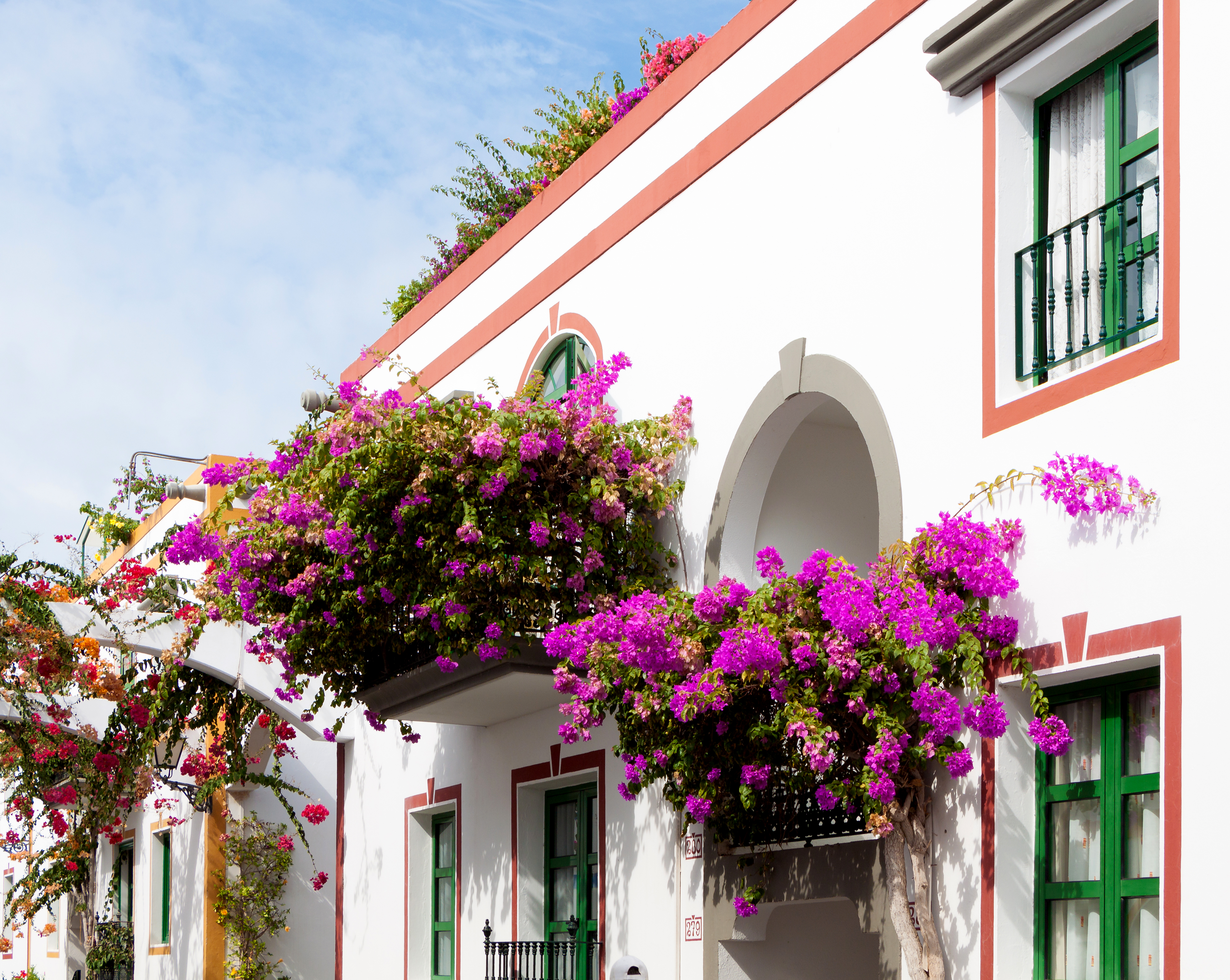 Bougainvilleas - Puerto de Mogán - 03