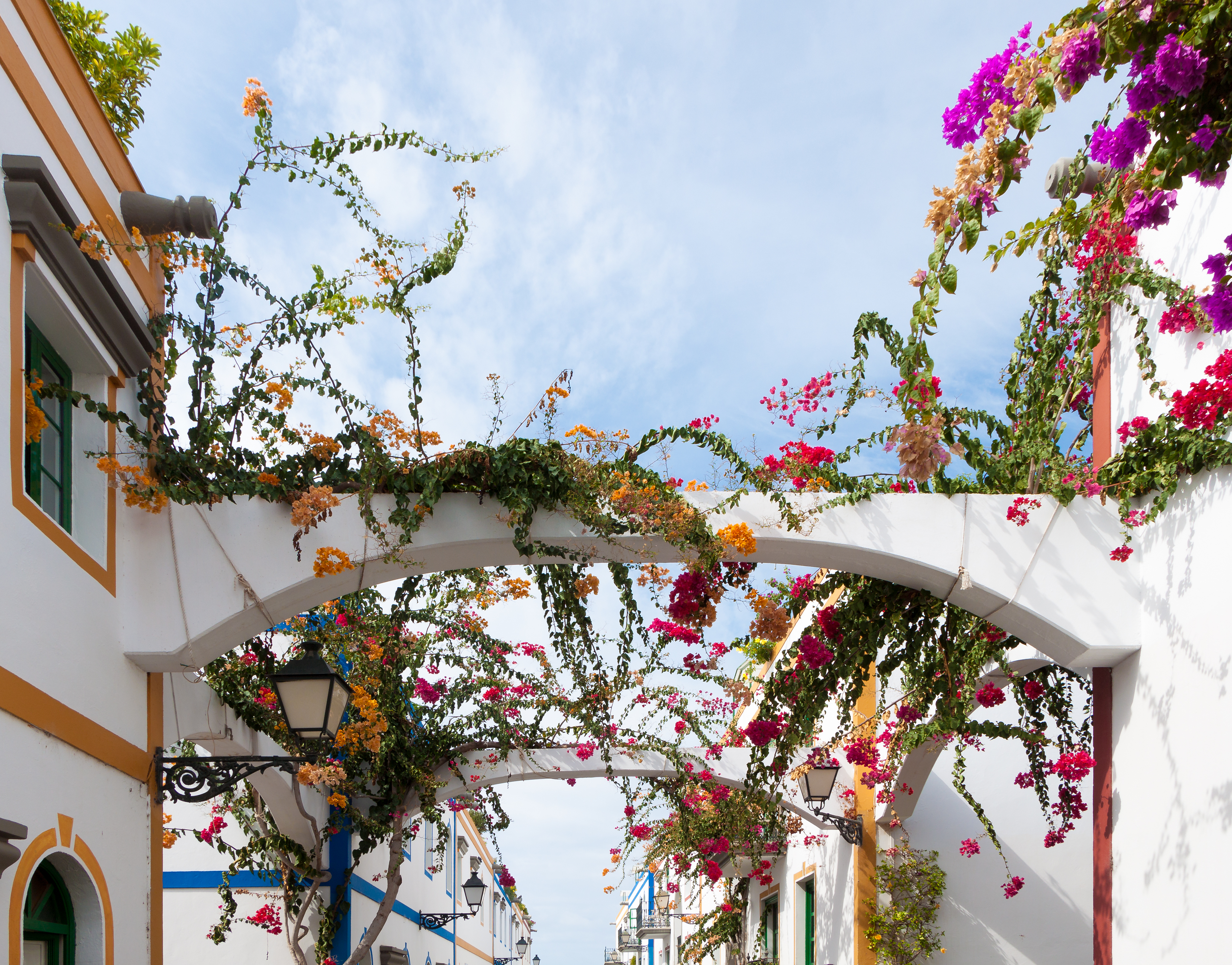 Bougainvilleas - Puerto de Mogán - 04