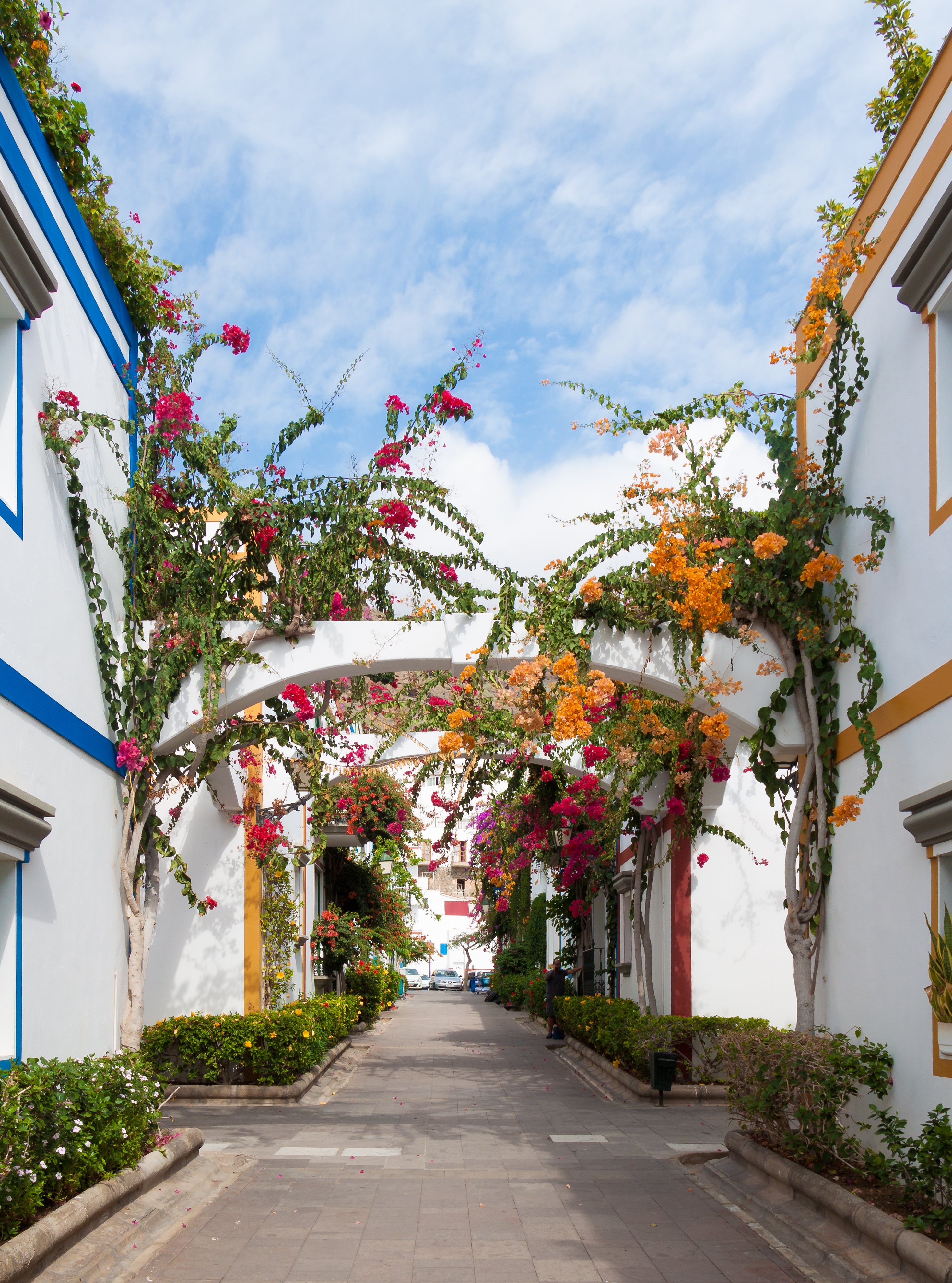 Bougainvilleas - Puerto de Mogán - 05