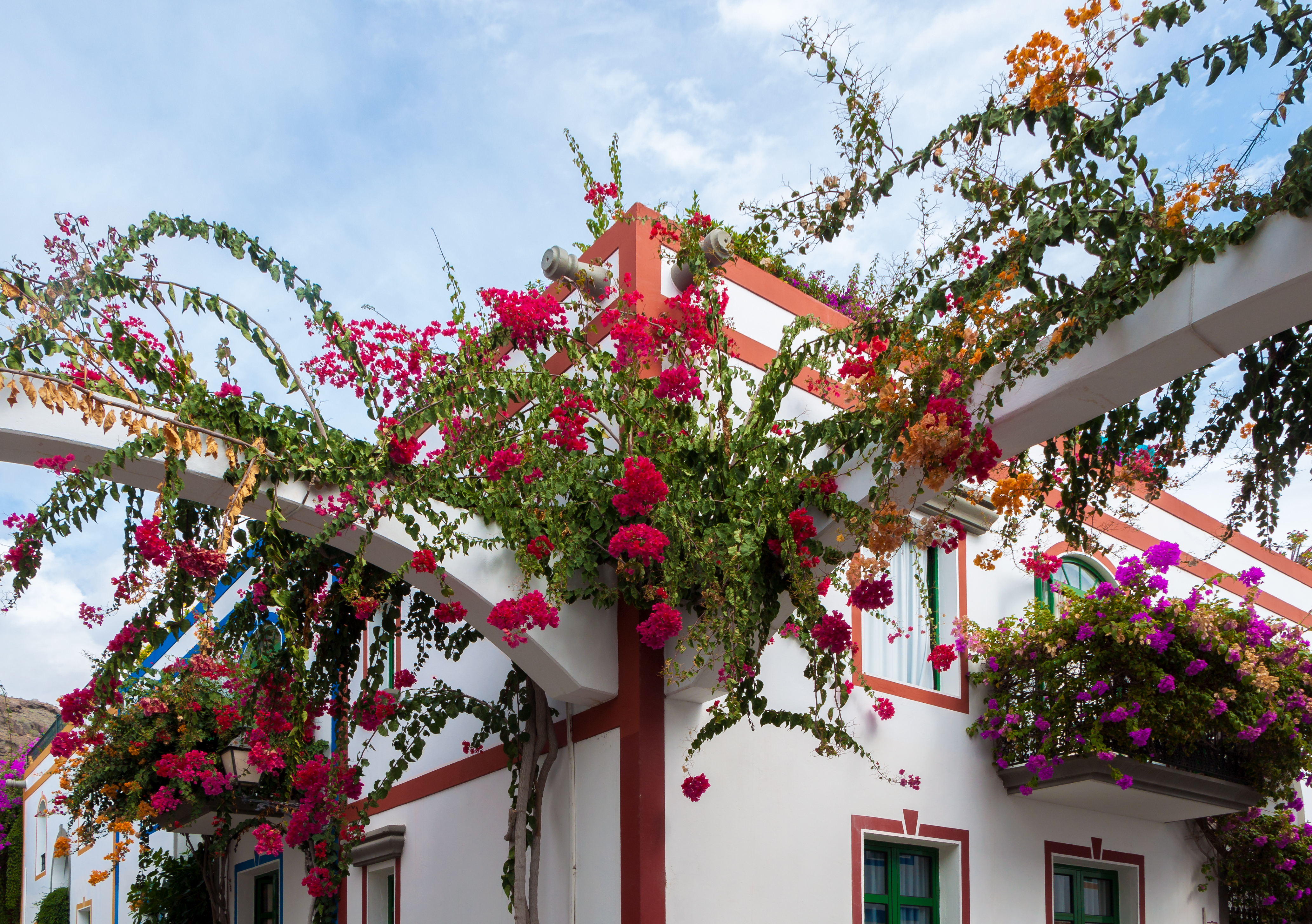 Bougainvilleas - Puerto de Mogán - 06