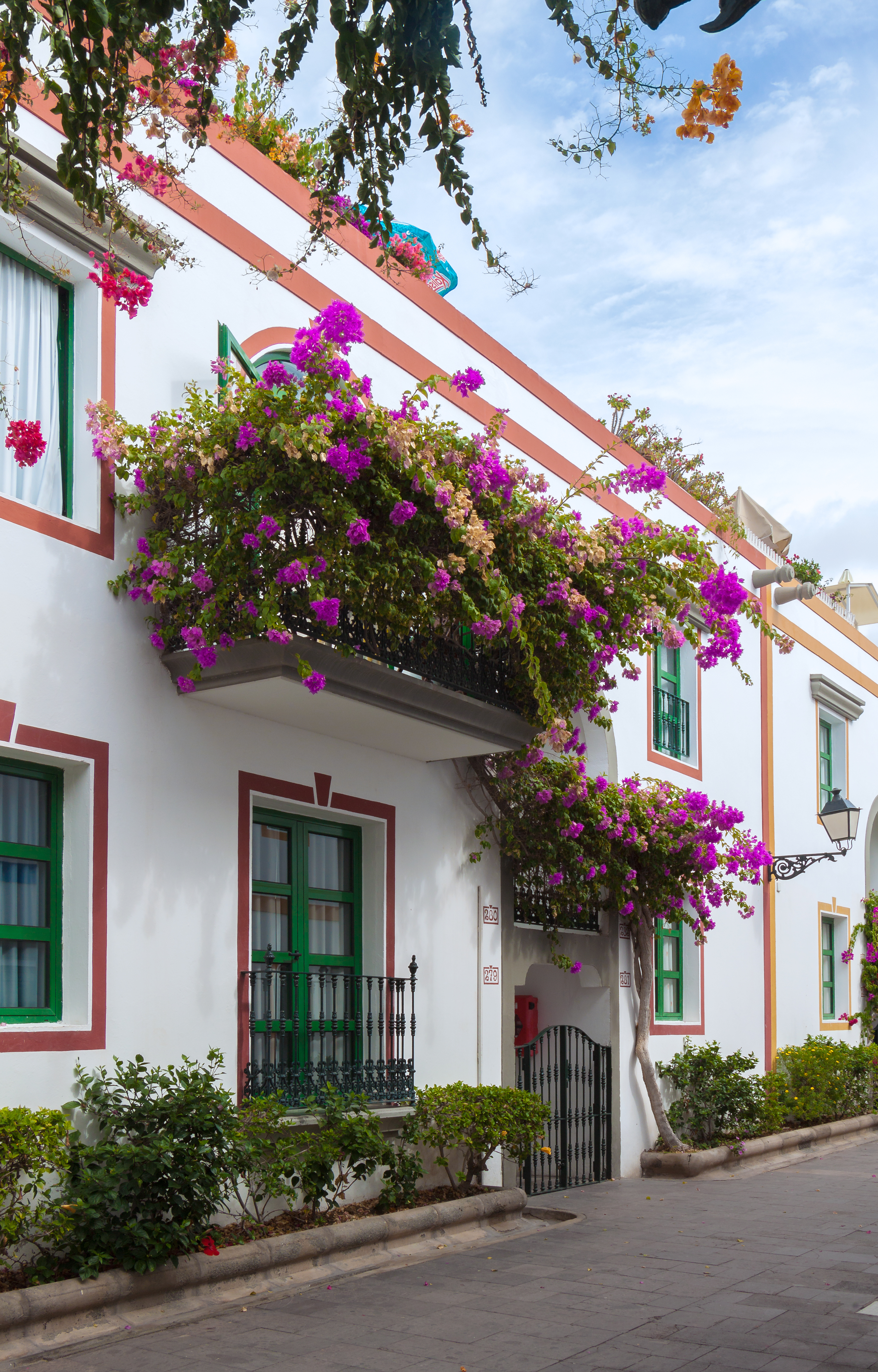 Bougainvilleas - Puerto de Mogán - 07