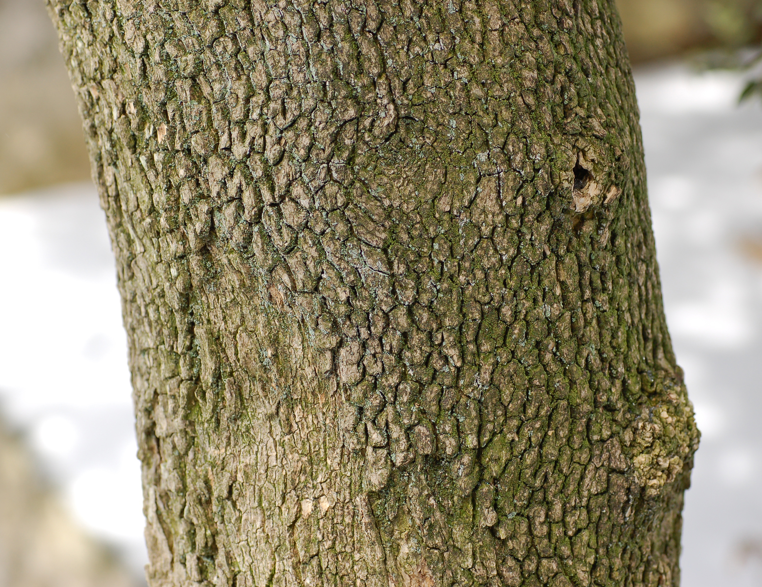 Boxwood Buxus sempervirens var. arborescens Bark 2597px