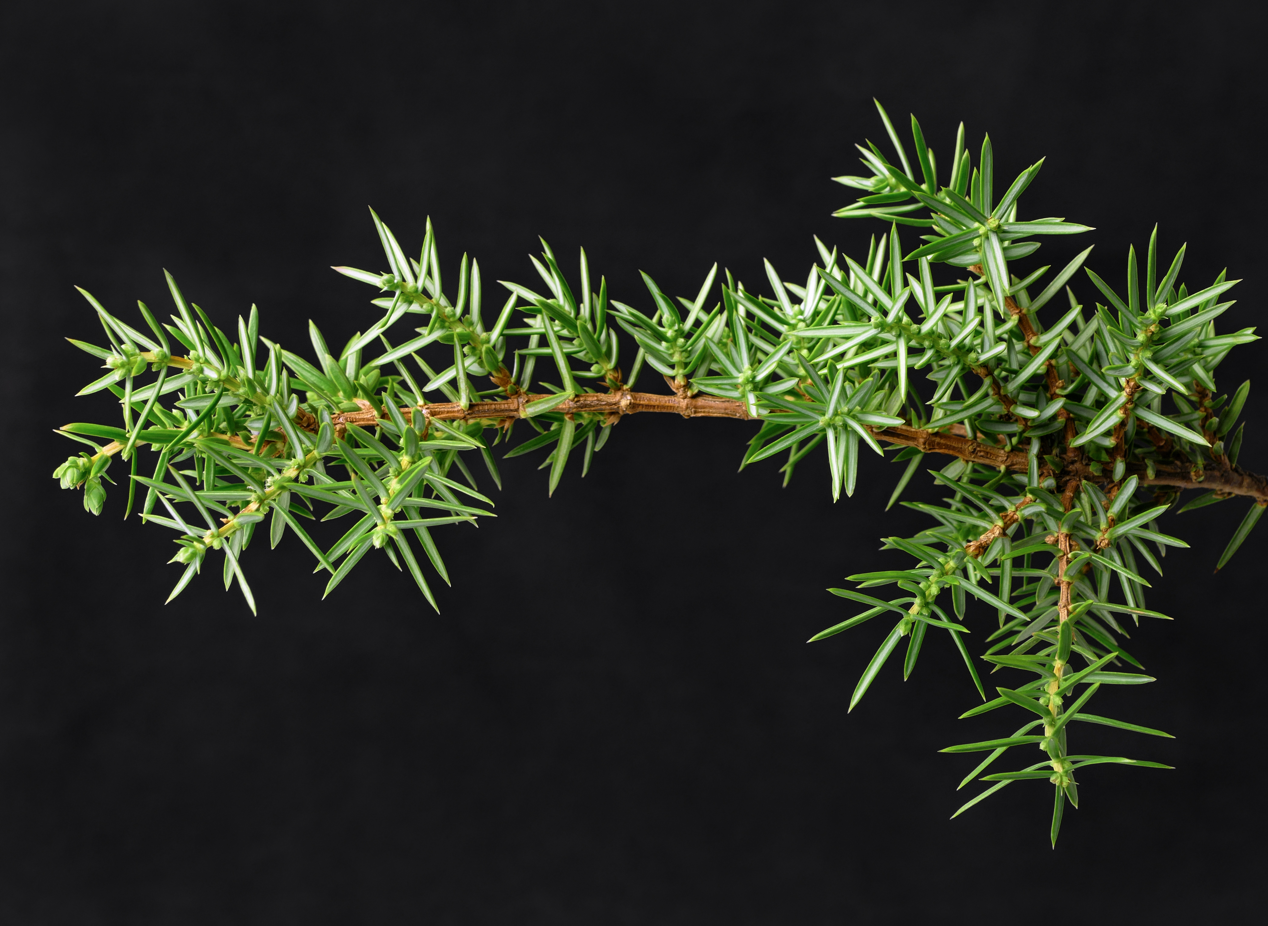 Branched juniper twig with shots