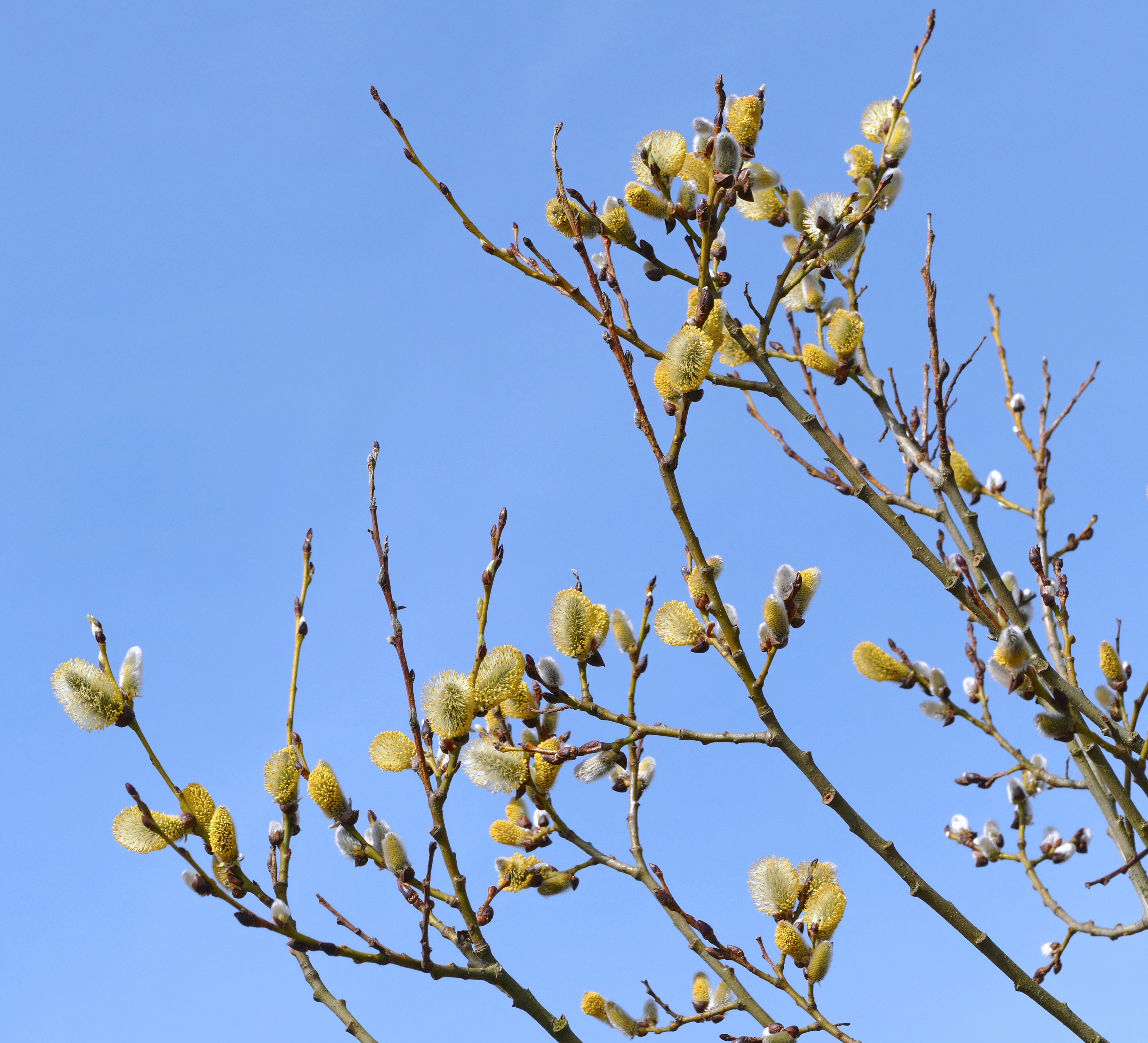 Branches of salix caprea in Gåseberg