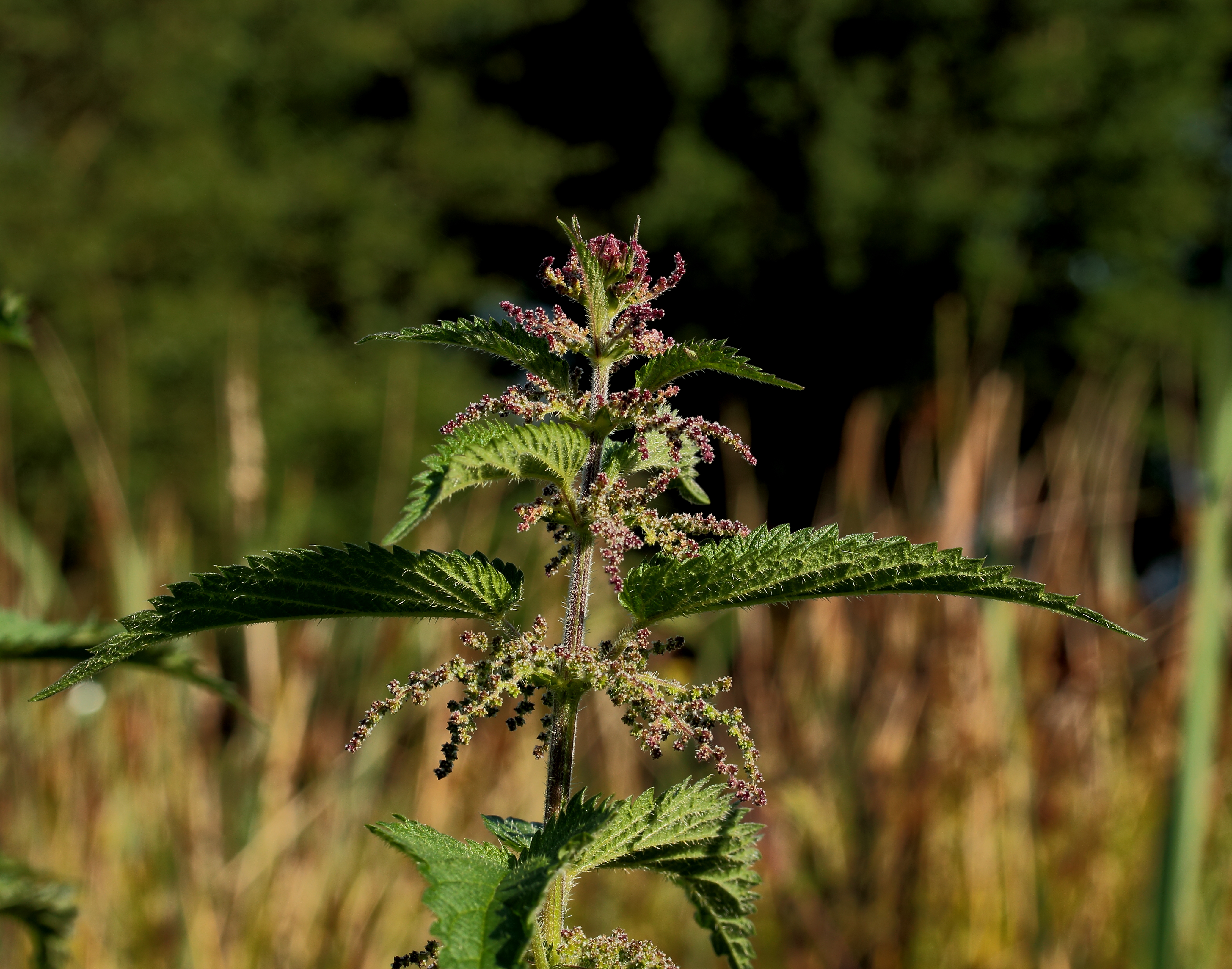 Brandnetel, Urtica, Locatie, Famberhorst