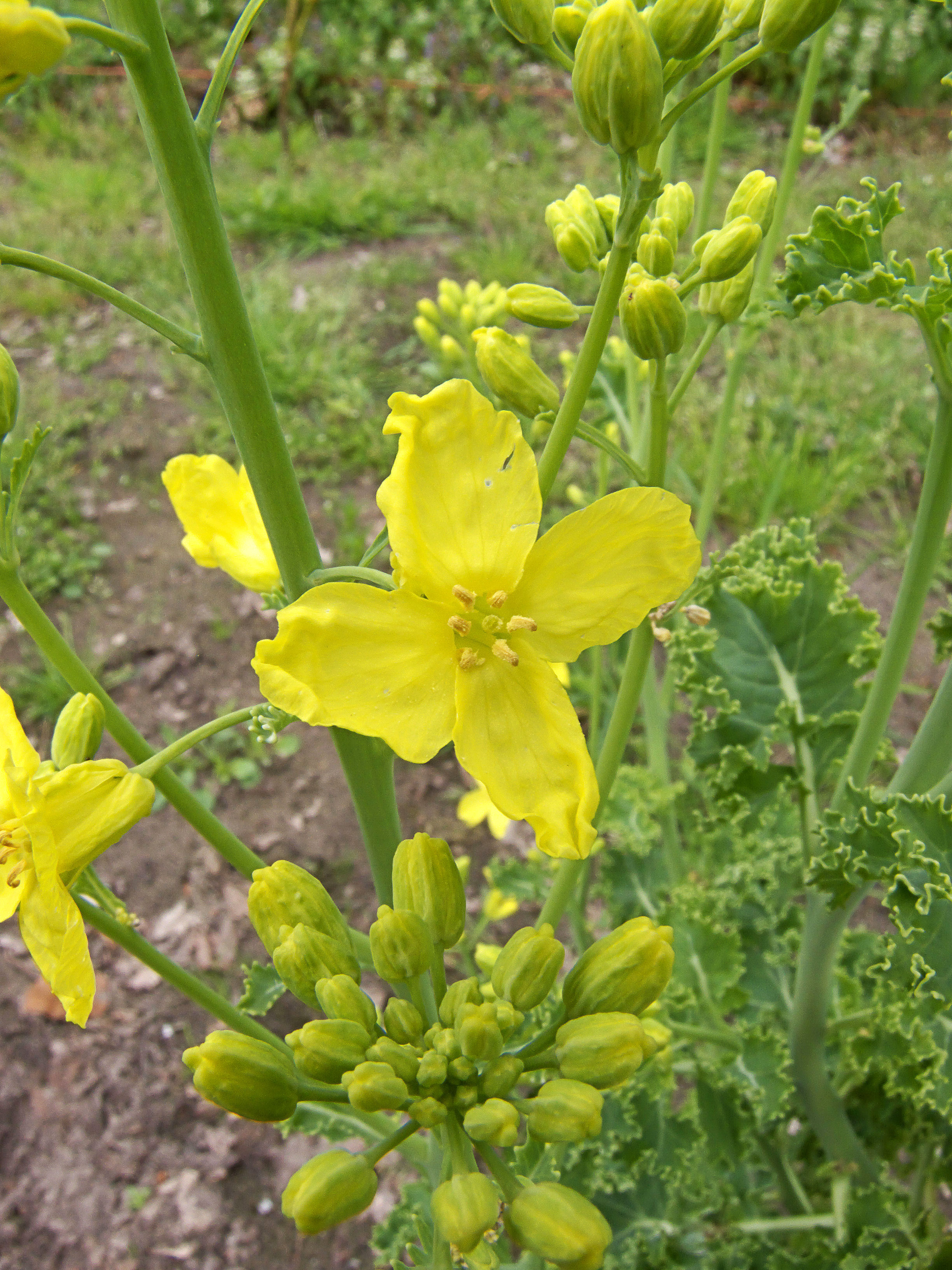 Brassica oleracea var. laciniata flower