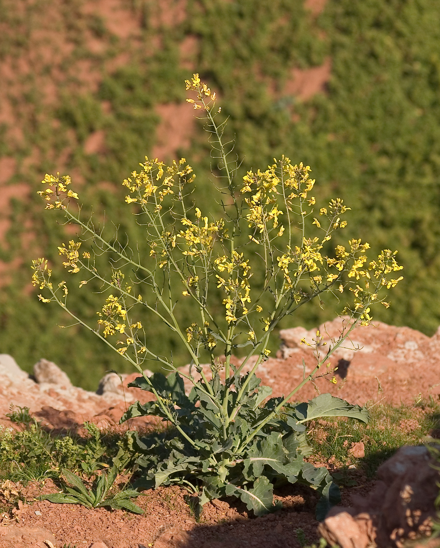 Brassica oleracea wild